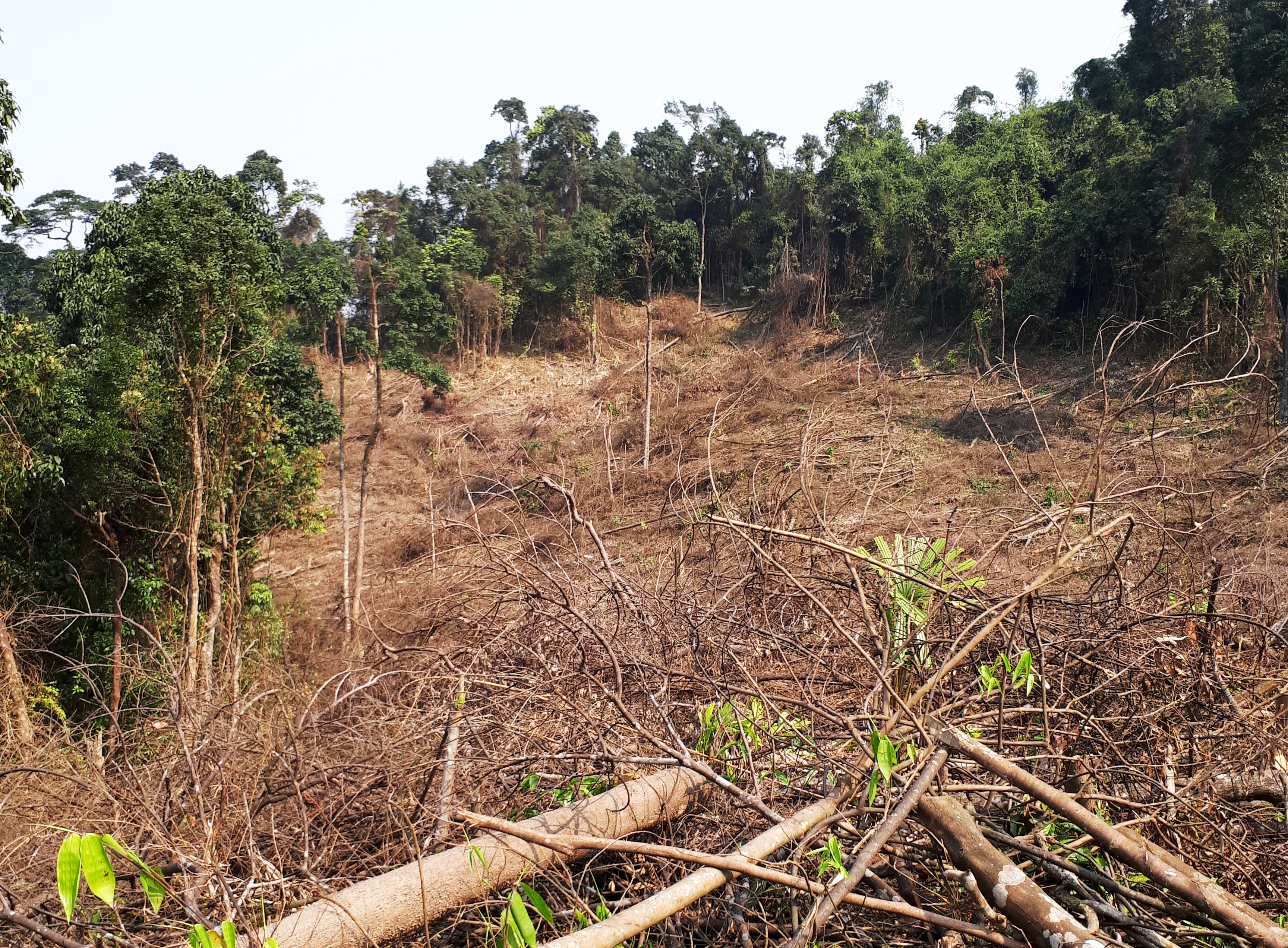 Hơn 800 ha rừng tự nhiên “bốc hơi” nằm trong sai số cho phép