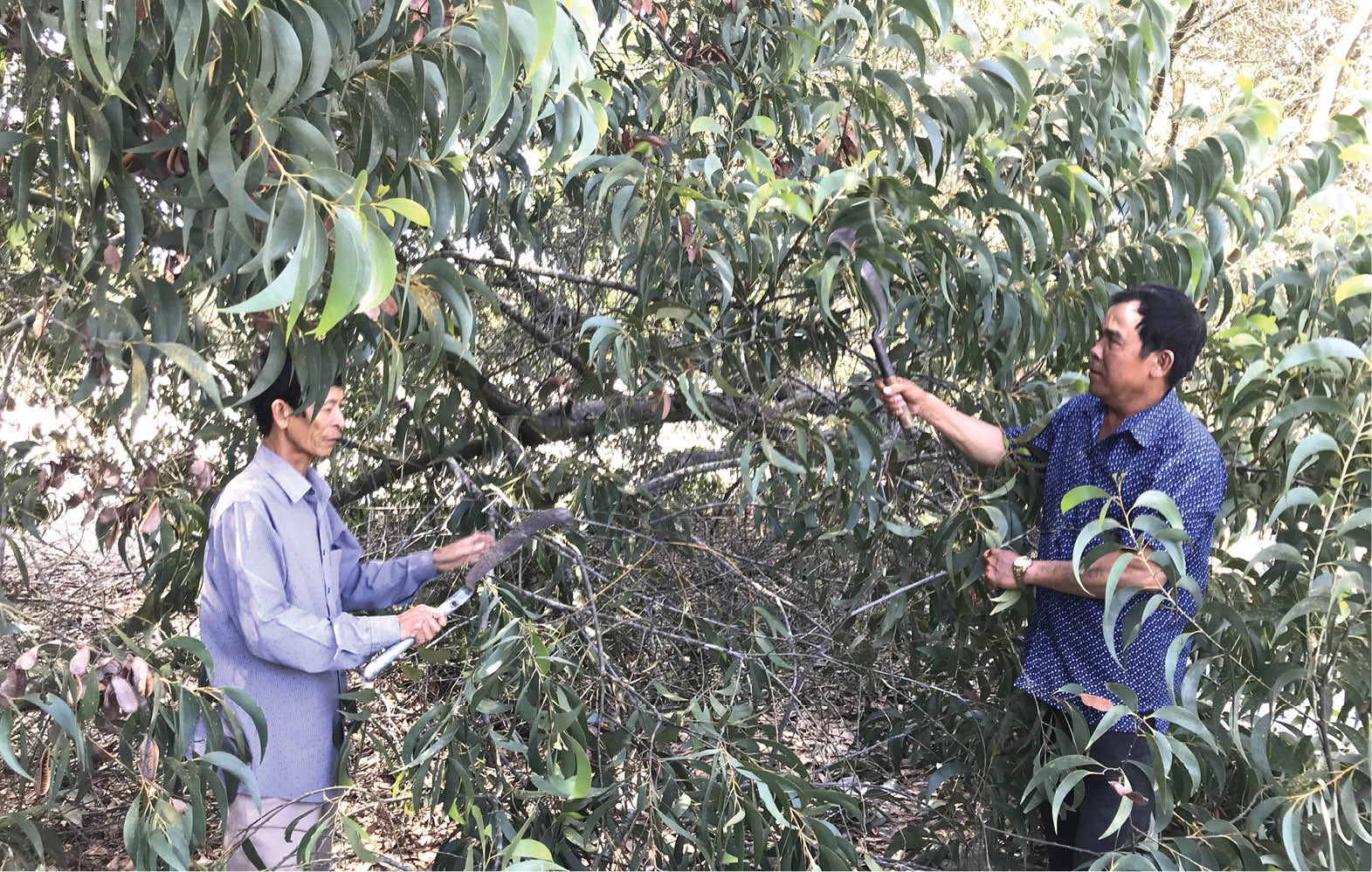 Bảo vệ màu xanh cho quê hương