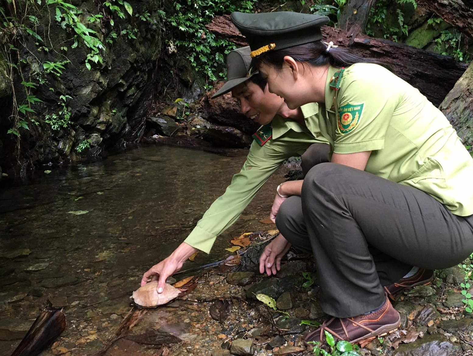 A Cuora mouhotii tortoise released back to natural environment