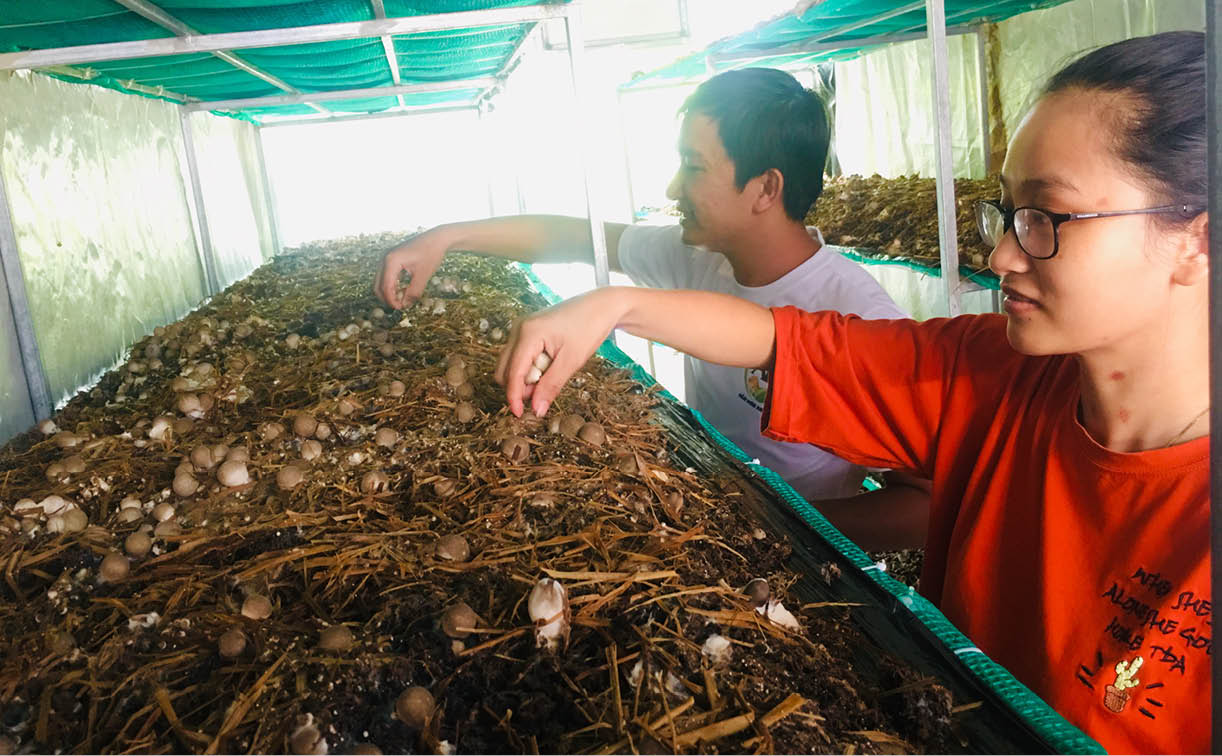 Trồng nấm sạch, mỗi tháng thu lãi hơn 8 triệu đồng