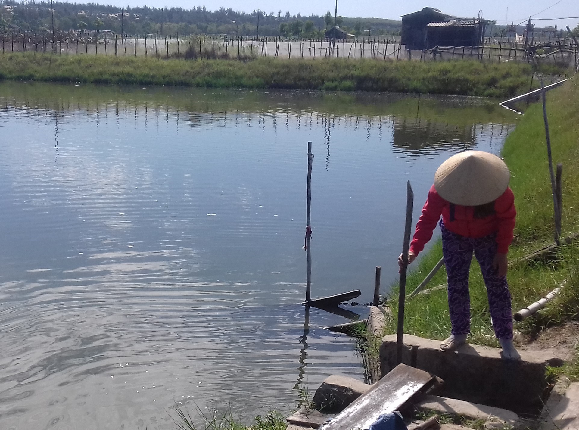 Tảo độc xuất hiện ở đầm Lập An