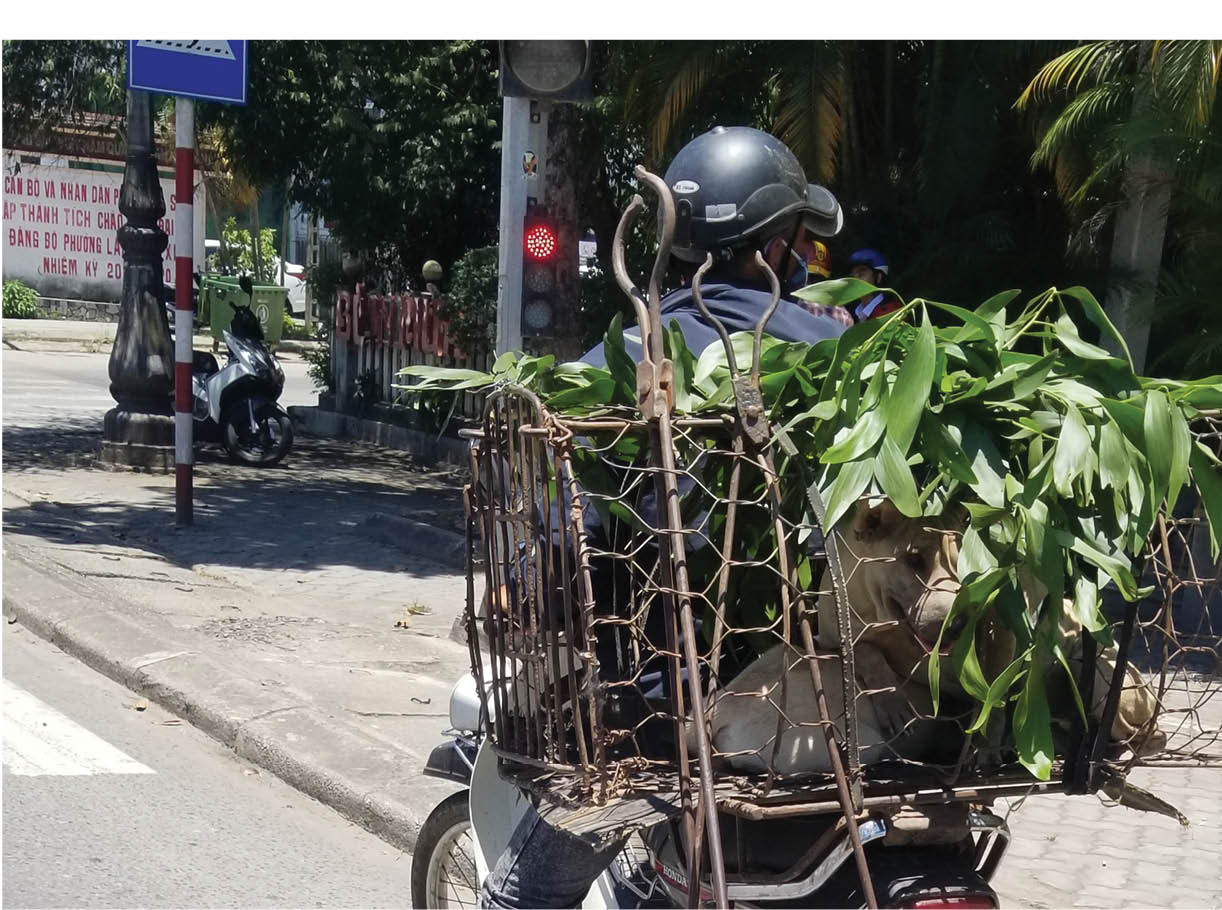 Nhức nhối nạn trộm chó