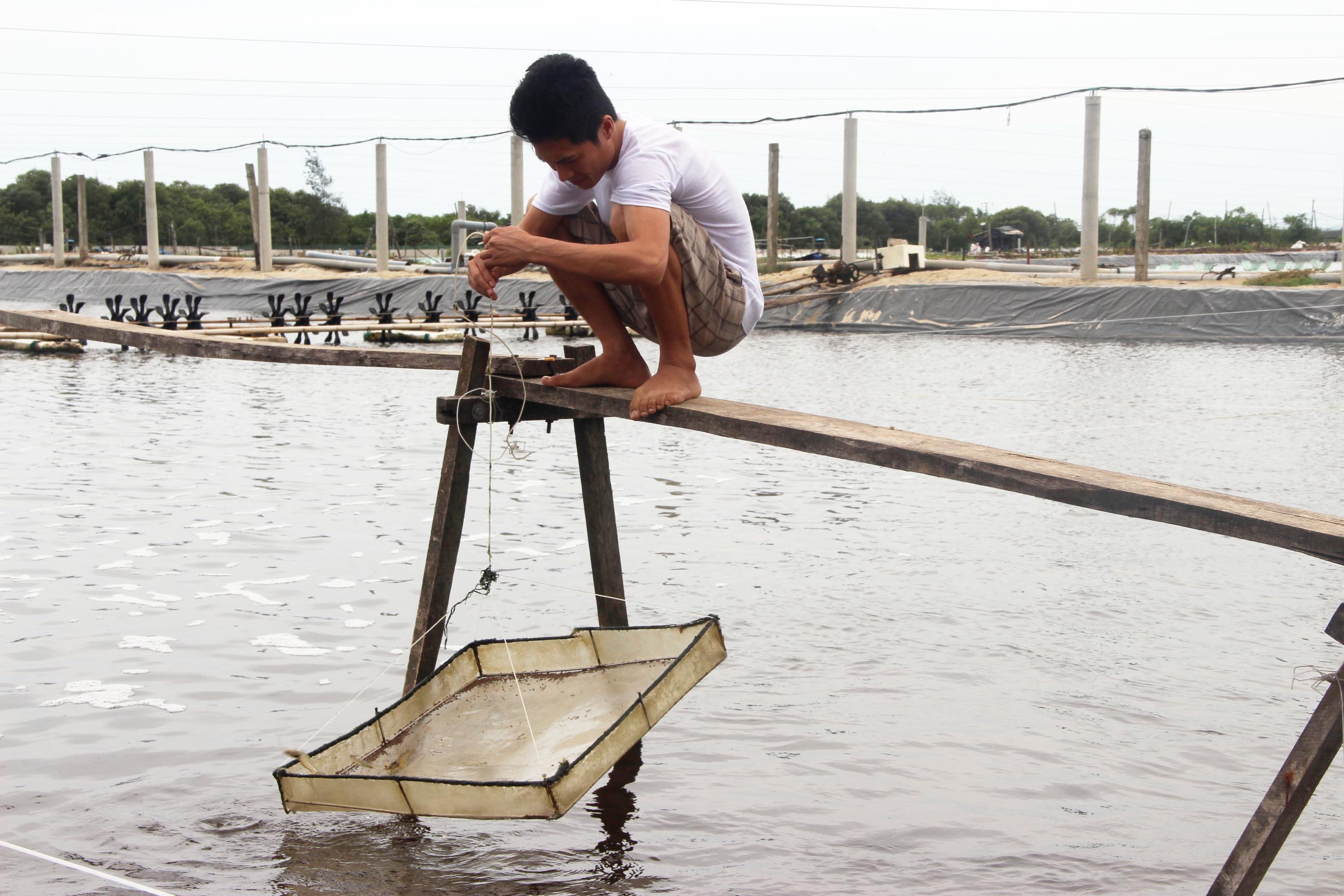 Cần xử lý tảo độc khi đưa nước vào ao nuôi thủy sản
