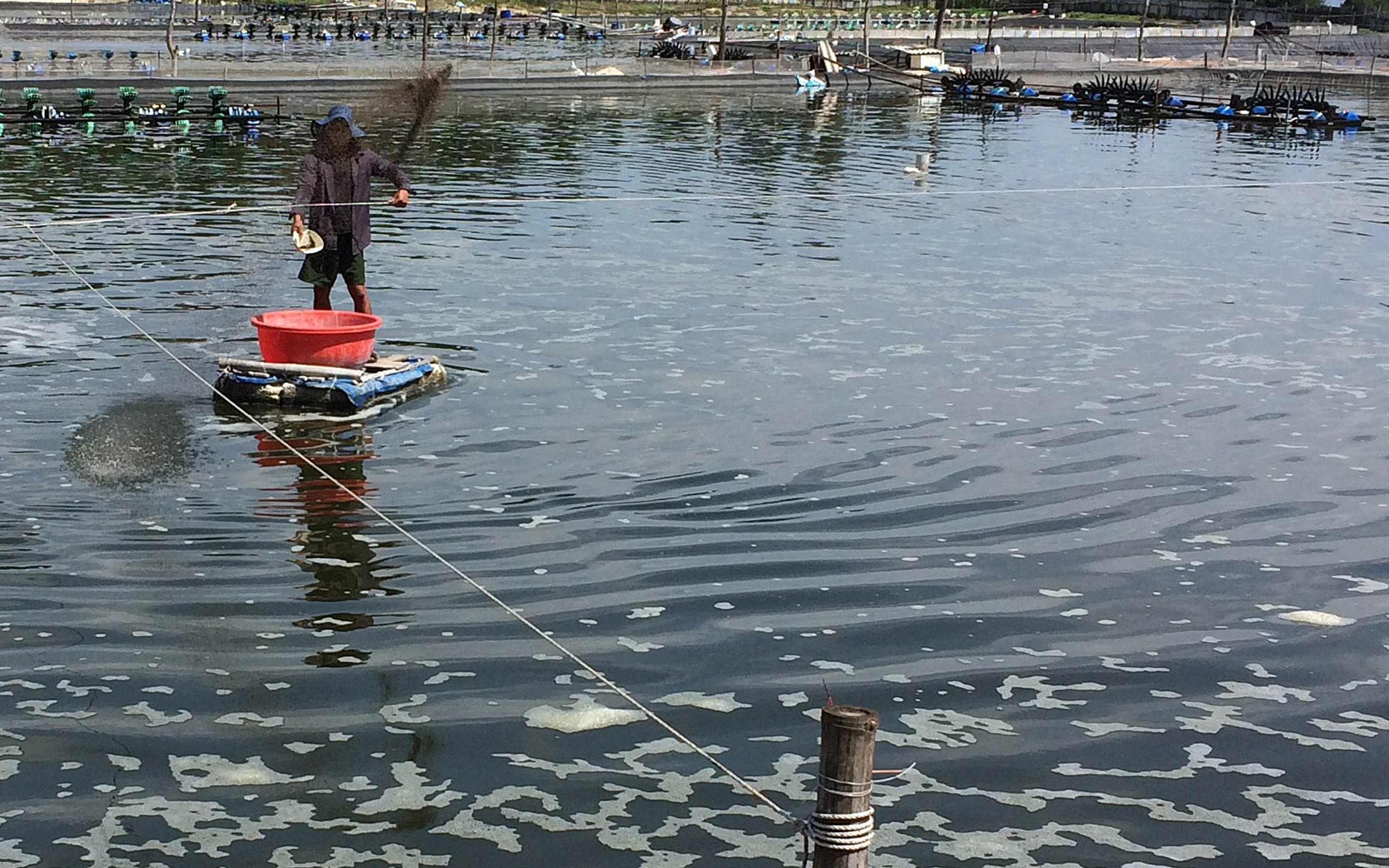 Nhiều hộ nuôi tôm trắng tay vì dịch