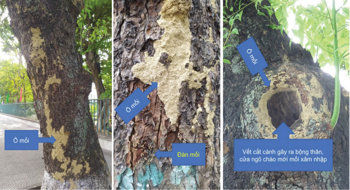 Cây long não cổ thụ kêu cứu