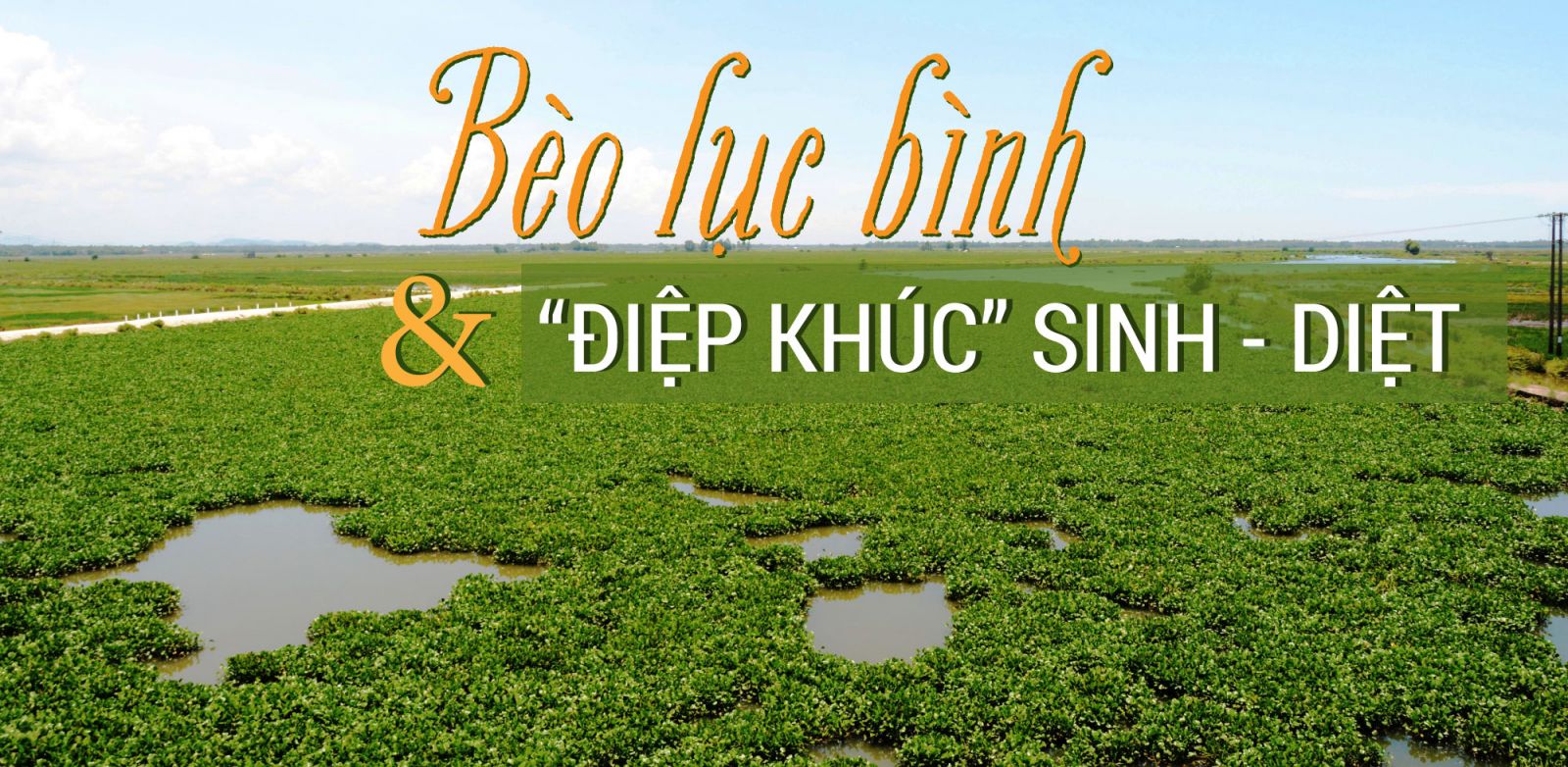 Bèo lục bình  điệp khúc sinh - diệt