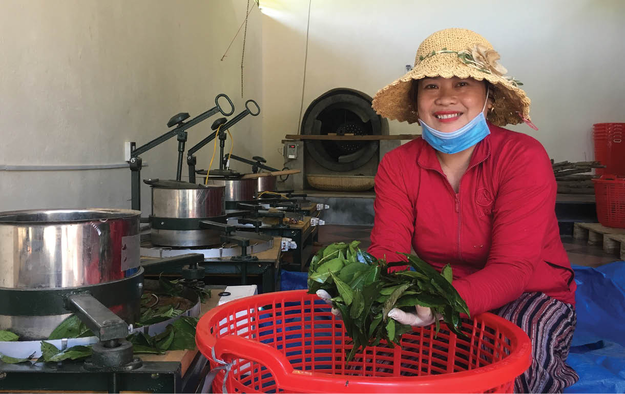 Chè sấy, hướng đi mới cho đặc sản xứ Truồi