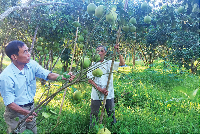 Hiệu quả từ cây thanh trà