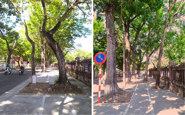 Nên chỉnh trang cây xanh đoạn vỉa hè đường Ngô Quyền