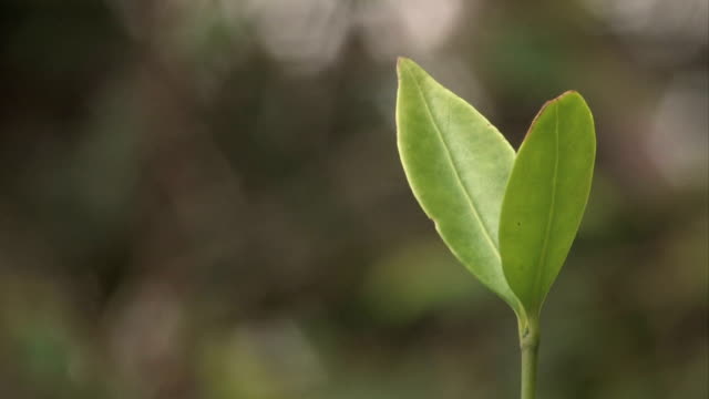 In the blow of life grows love