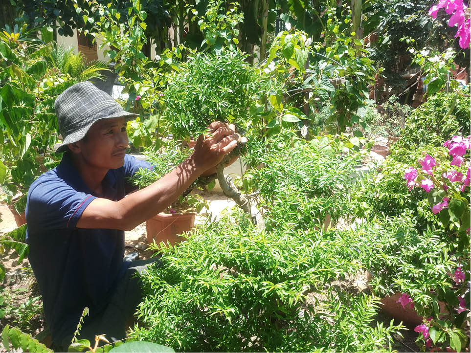 Đi lên từ cây cảnh