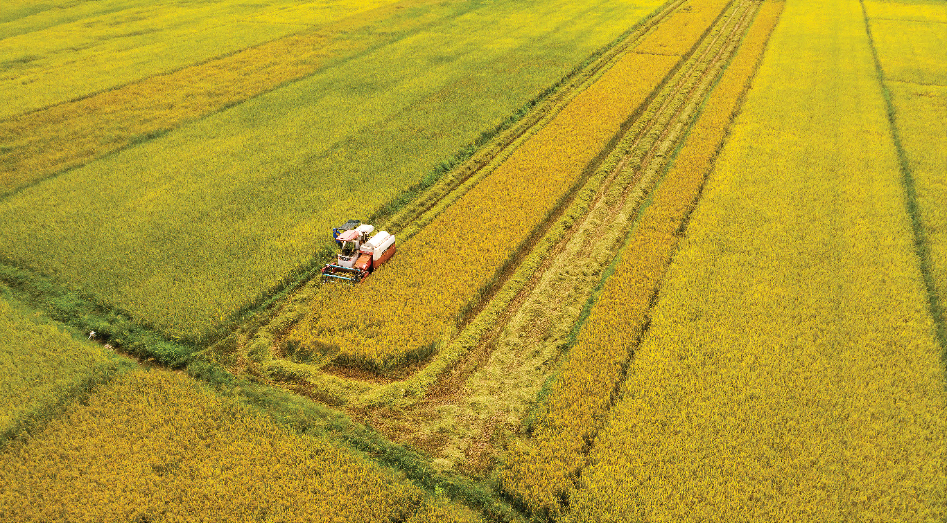 Gặt lúa mùa dịch