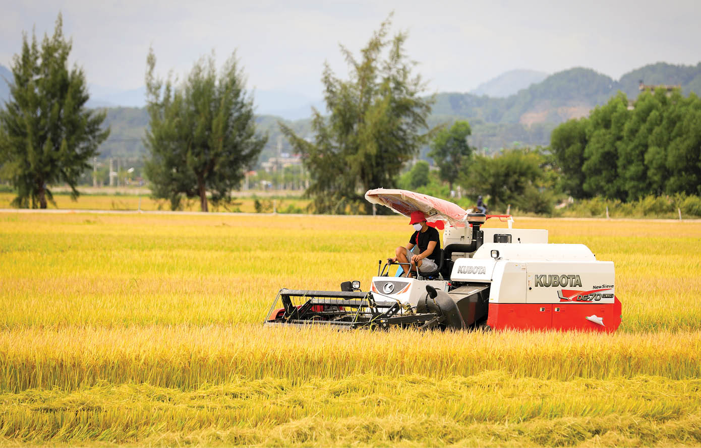 Rice harvesting during the pandemic