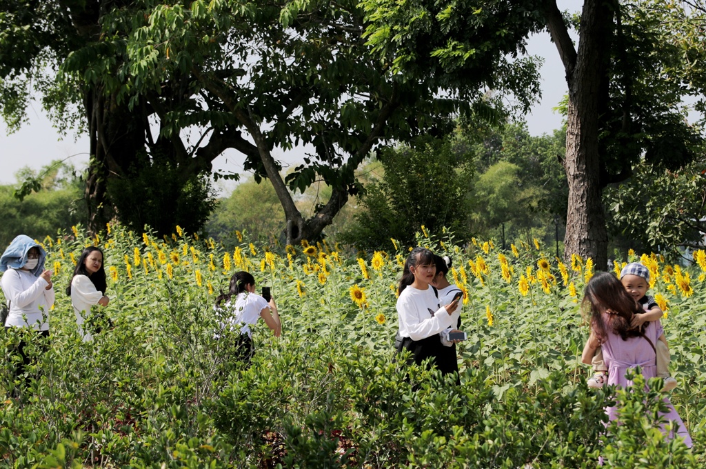 Bong Lai Island - Tinh Tam Lake officially welcomes visitors