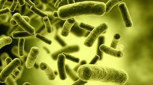 Vi khuẩn gây bệnh ngộ độc thịt Clostridium Botulinum
