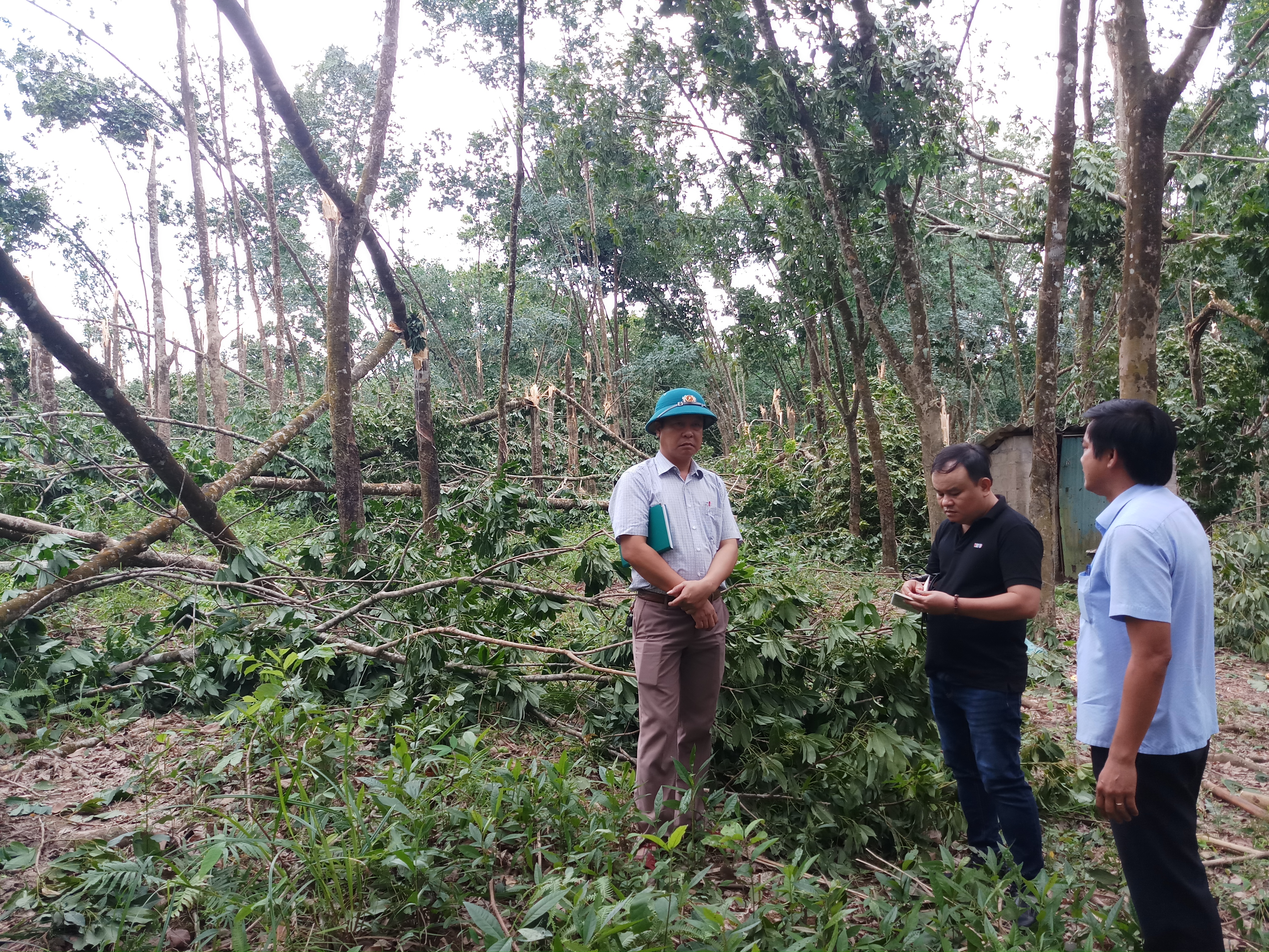 Phong Điền Người trồng cao su gặp khó sau bão