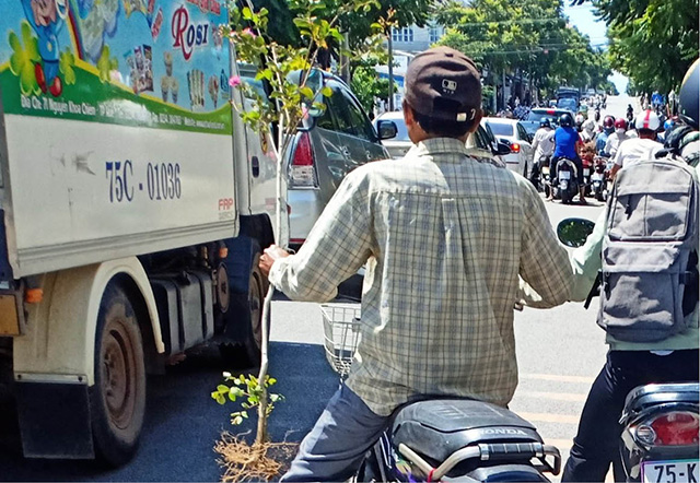 Cần xử phạt hành vi trộm cây, hoa nơi công cộng