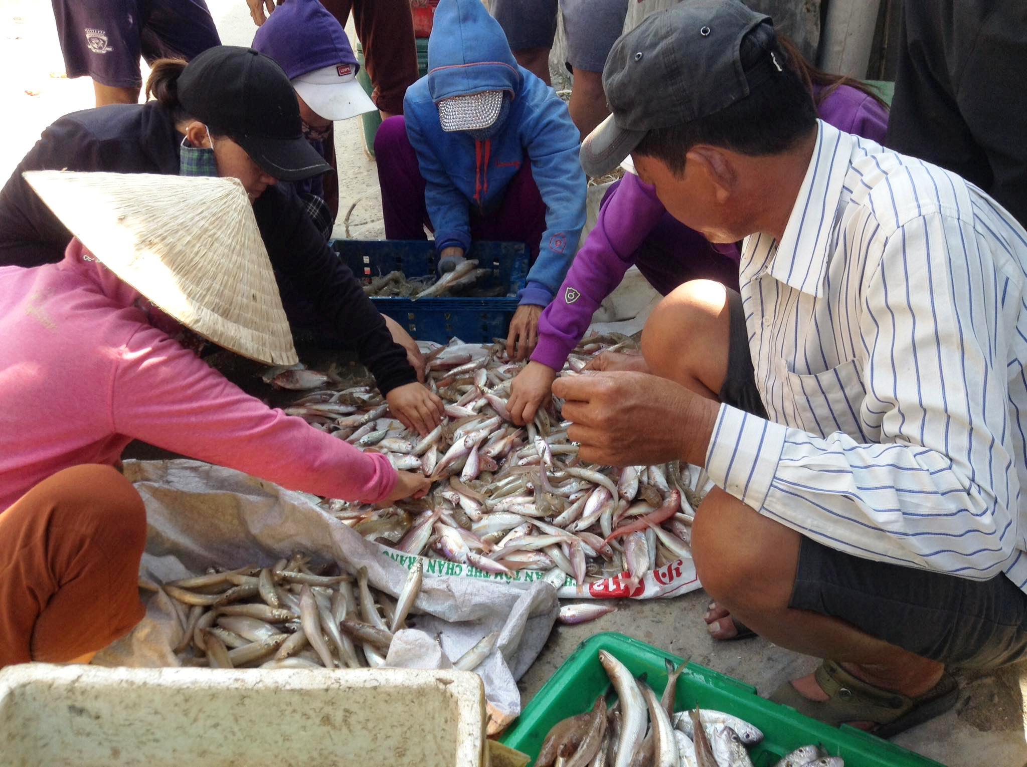 Về biển mua cá chợ chiều