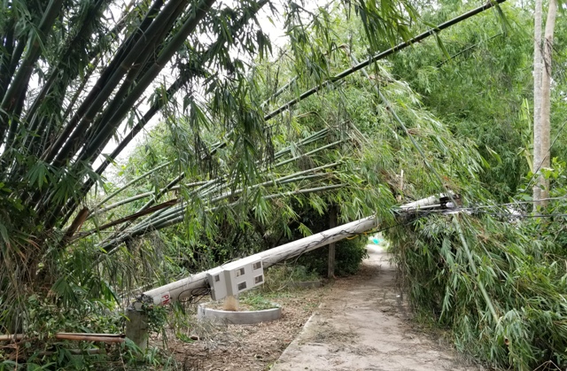 Tổng Công ty Điện lực miền Trung lý giải nguyên nhân nhiều cột điện bị gãy trong bão số 5