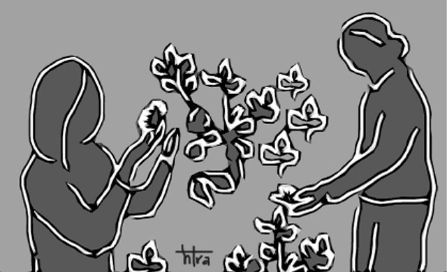 Mía ngon xơi cả cụm