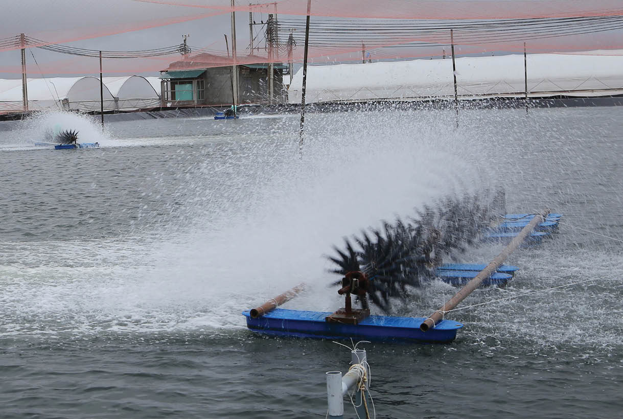 Chủ động nguồn điện cho tôm nuôi trên cát