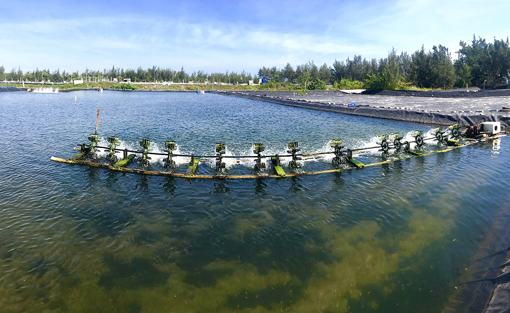 Ốc hương thương phẩm - hướng đi mới với hồ nuôi tôm kém hiệu quả