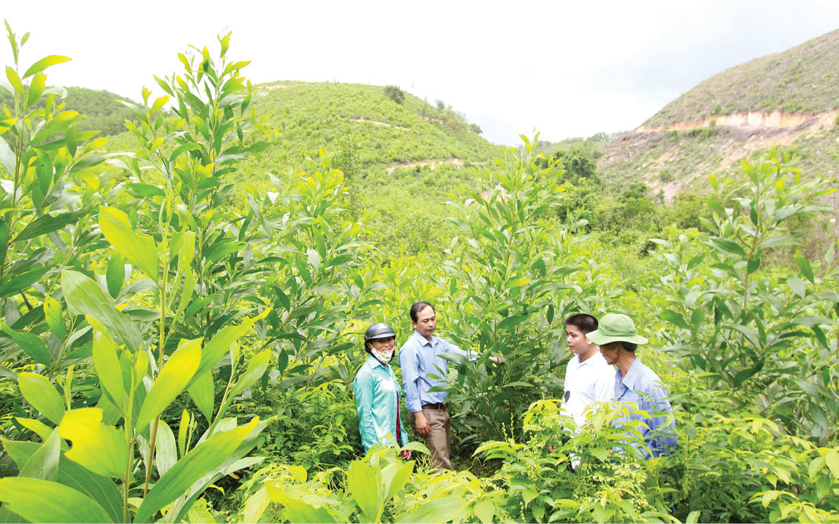Vai trò to lớn của rừng trong phòng chống thiên tai