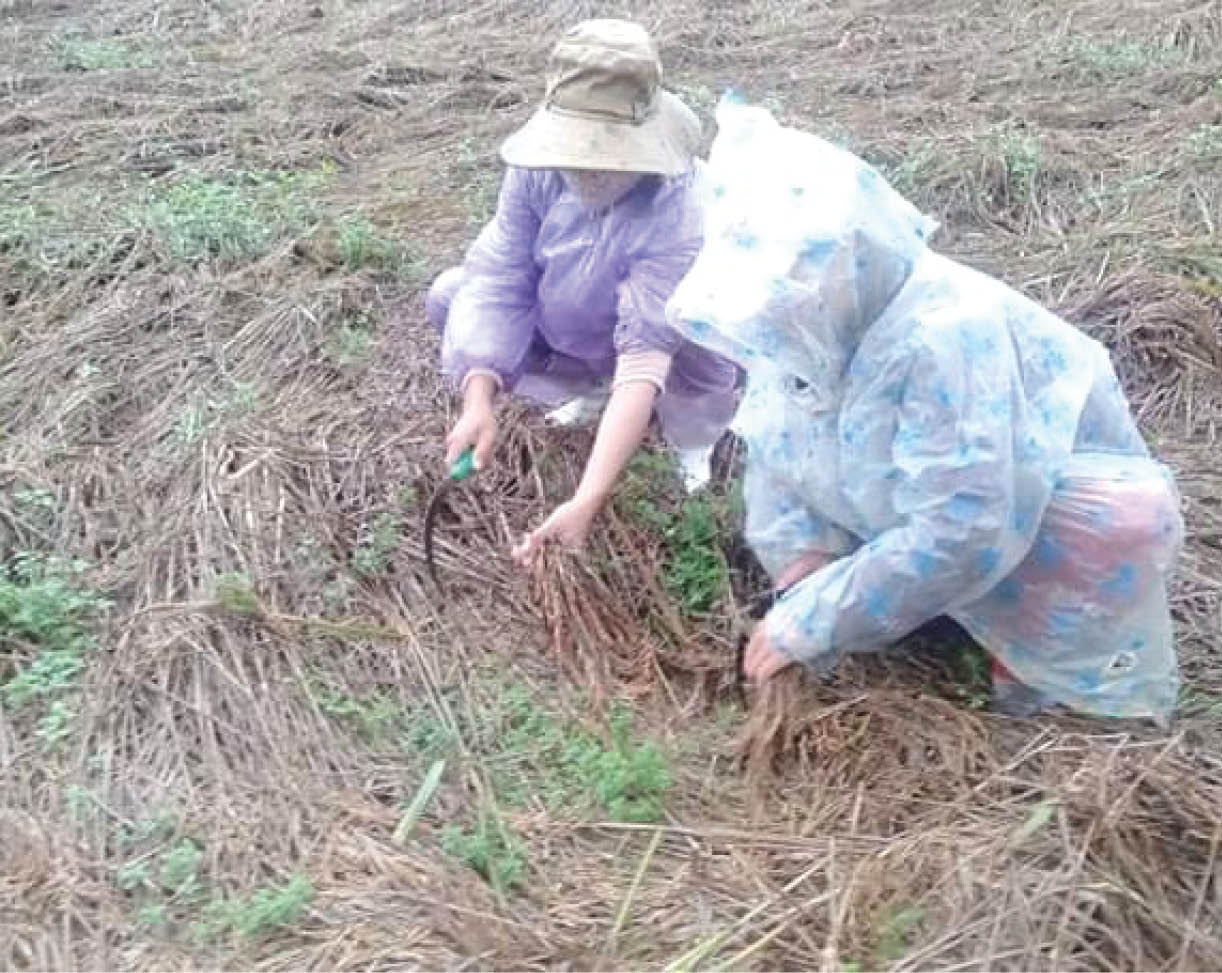 A Lưới cần nguồn giống và khắc phục thủy lợi sau lũ