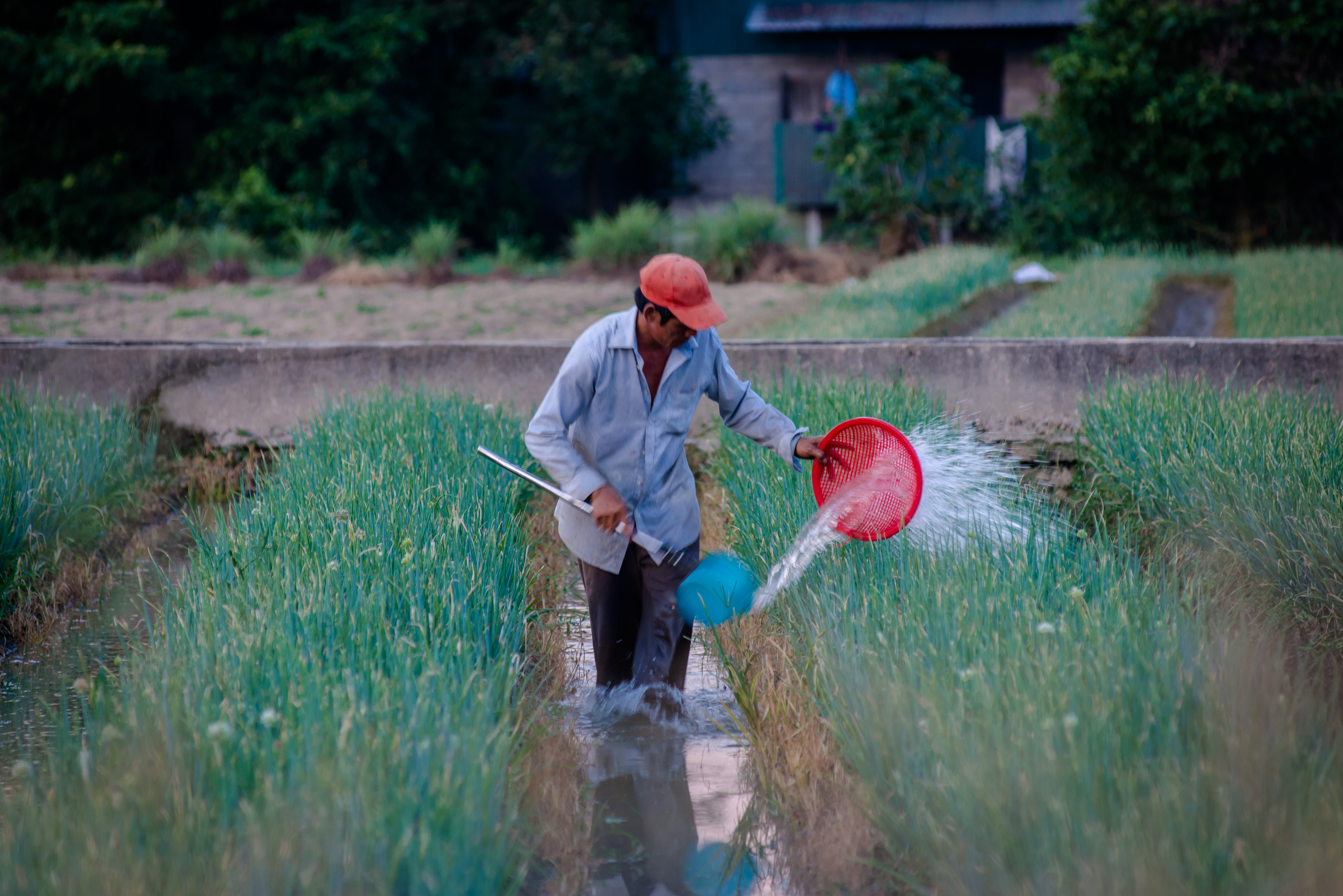 Khôi phục hoa màu cho mùa vụ mới
