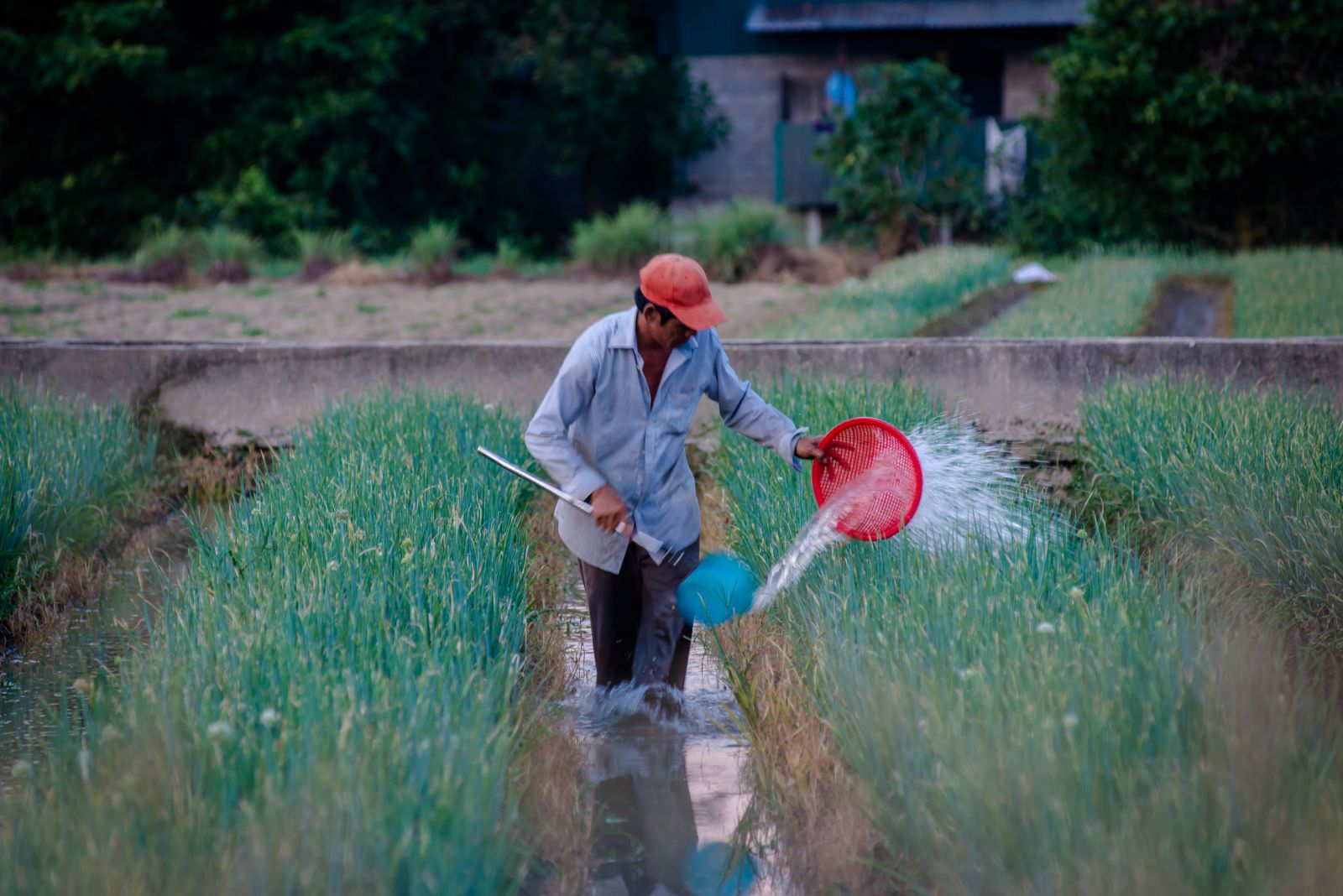 Replant crops for the new harvest