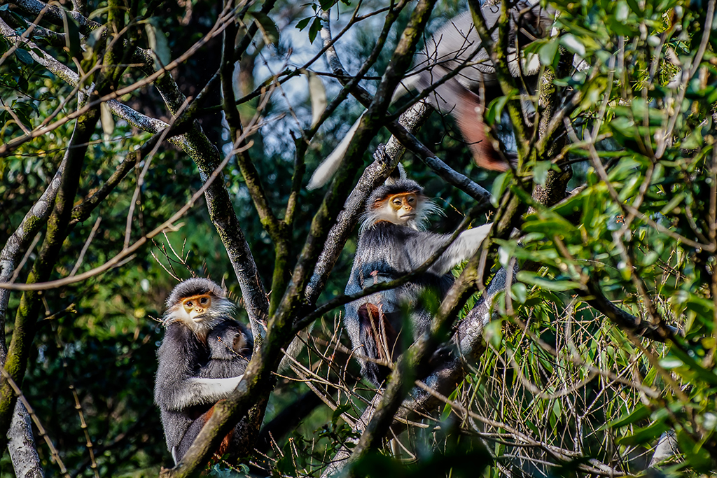 A look at rare and precious species in Bach Ma National Park