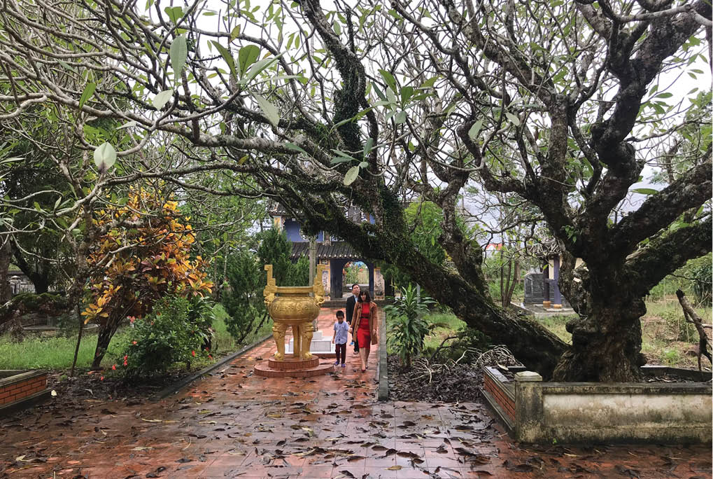 Về chùa Giác Lương ngắm cây sứ hơn 200 tuổi