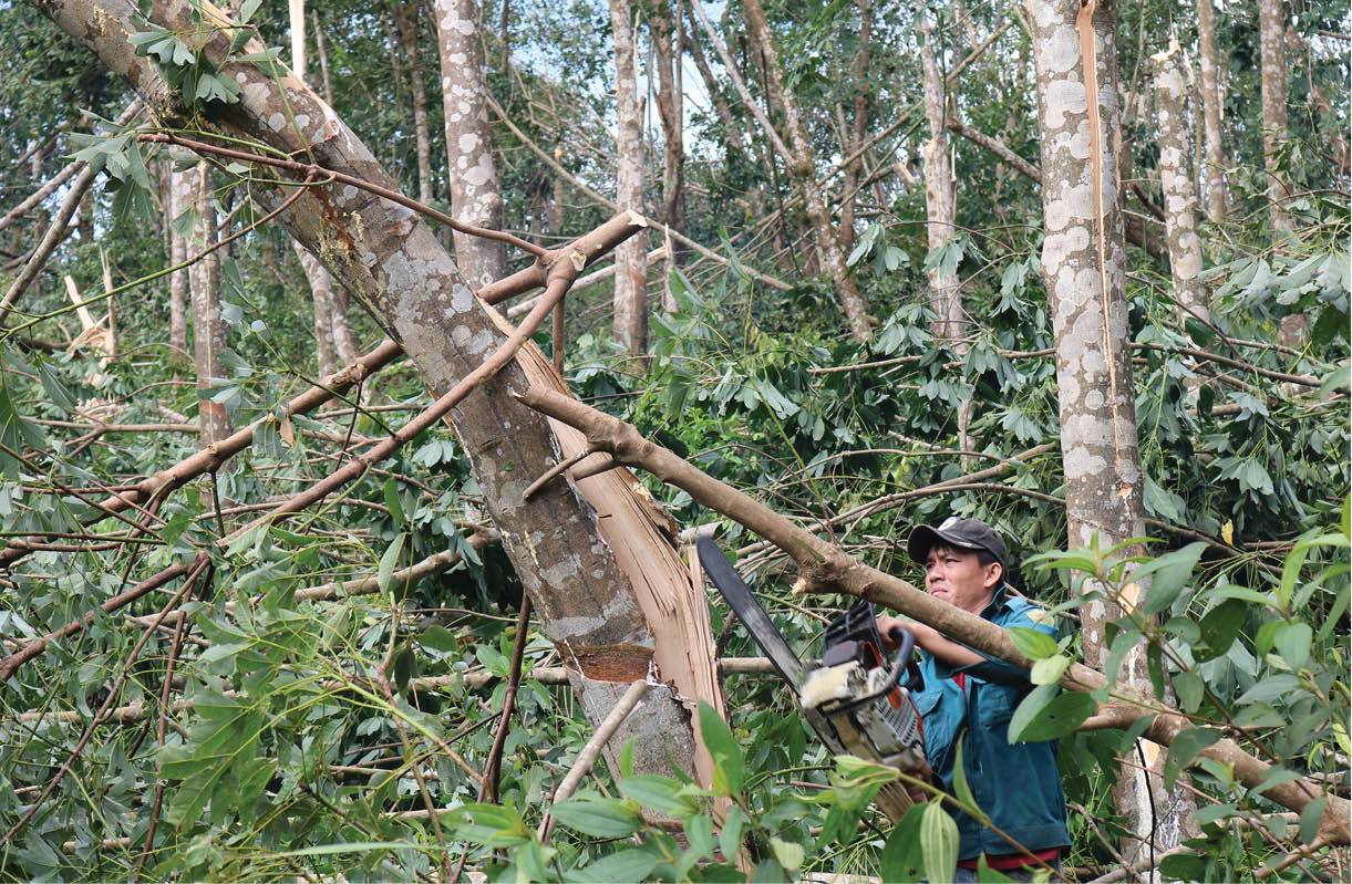 Chuyển đổi cơ cấu cây trồng sau bão