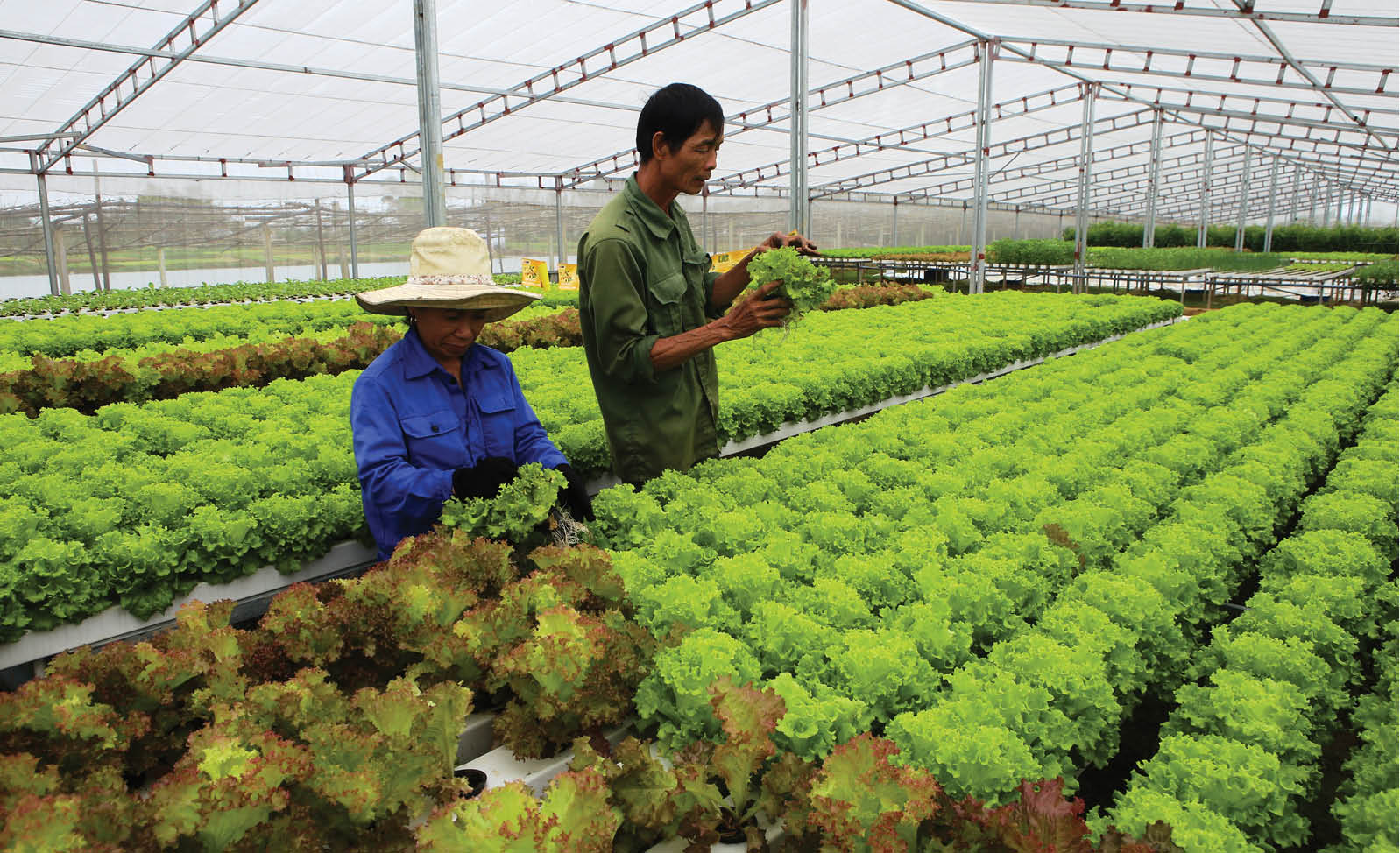 “Đòn bẩy” cho sản xuất nông nghiệp