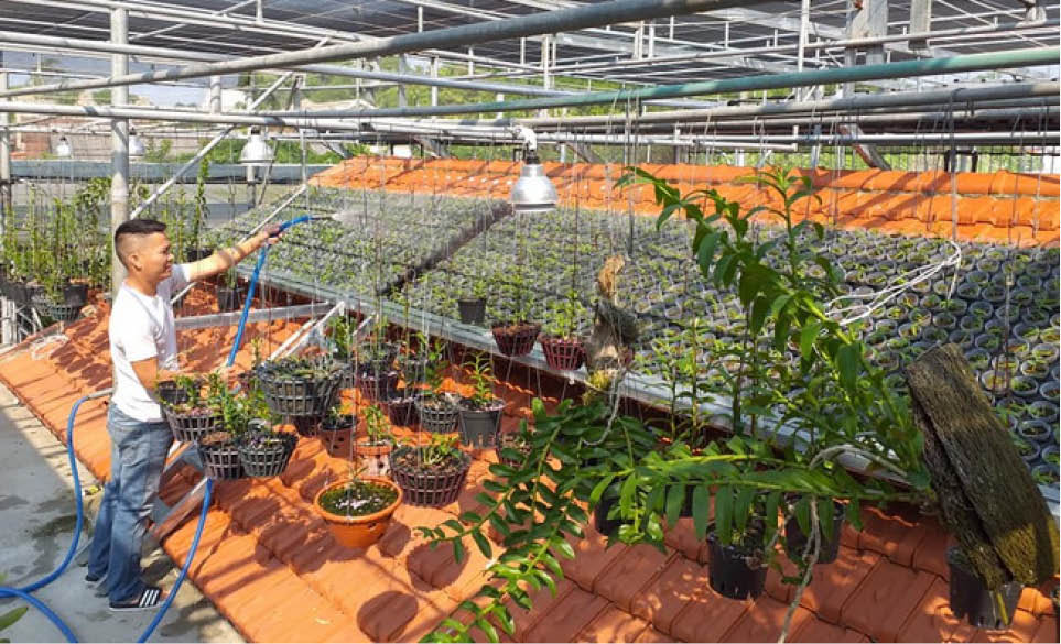 Nông nghiệp đô thị Nhìn từ mô hình hoa phong lan