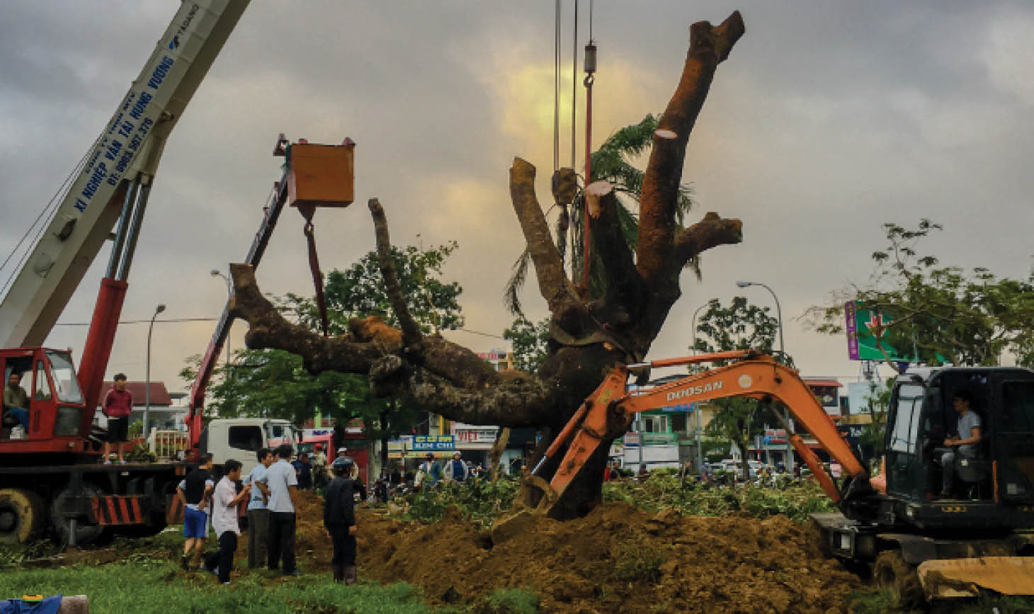 Nacre tree No 13 and heritage of ancient trees