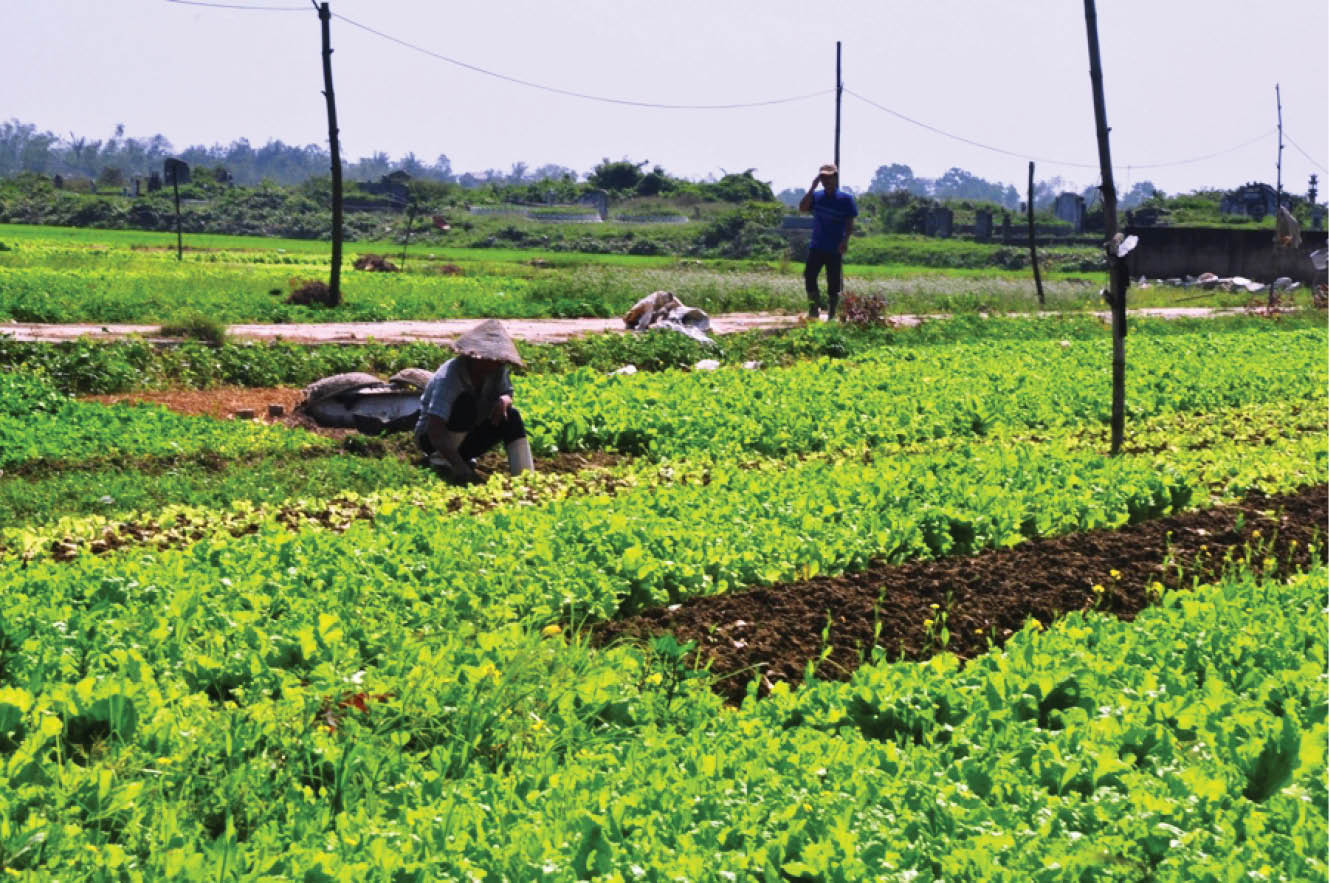 Lo trễ vụ hoa màu phục vụ tết