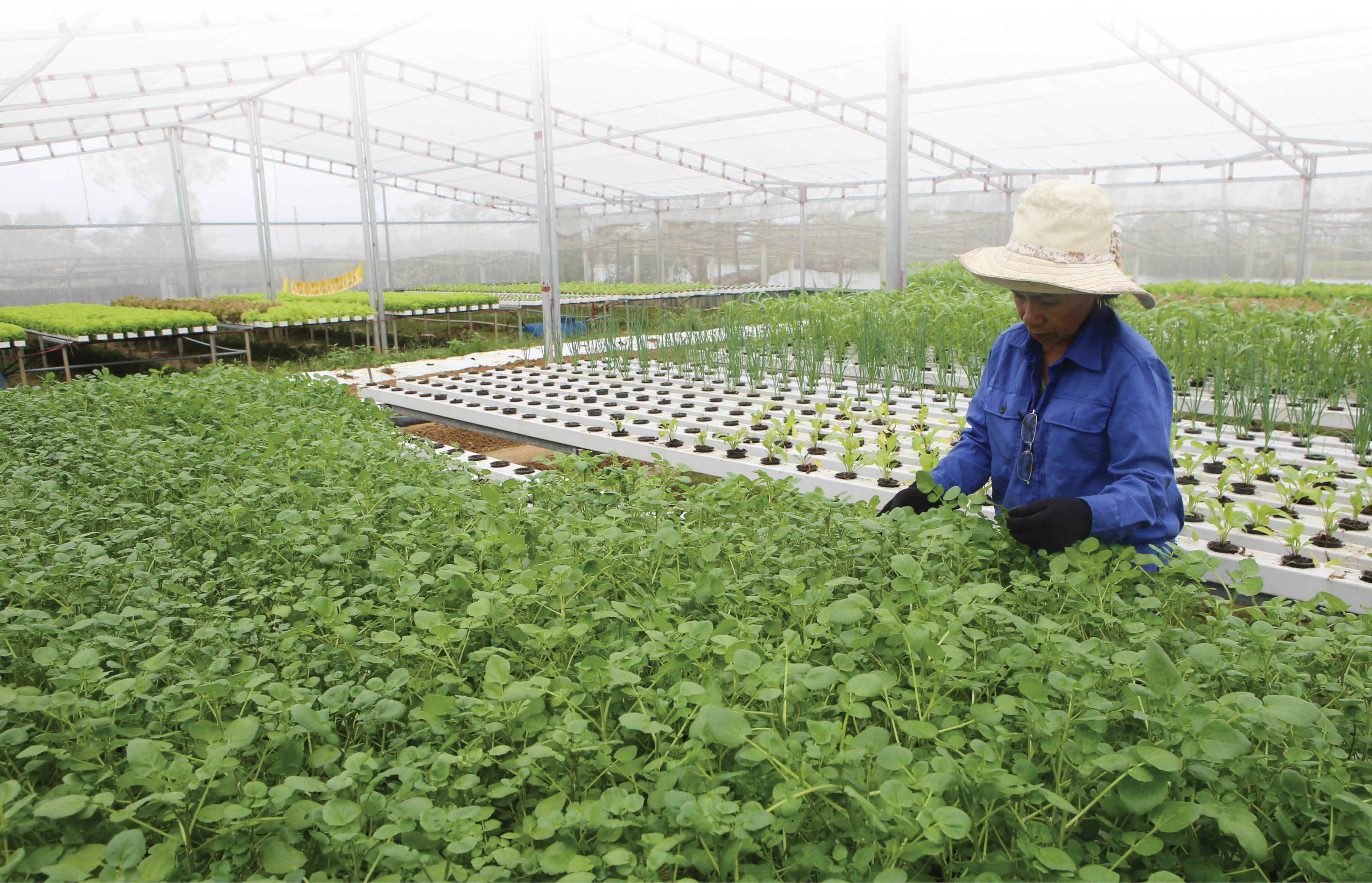 Nông nghiệp sạch cần sự bứt phá