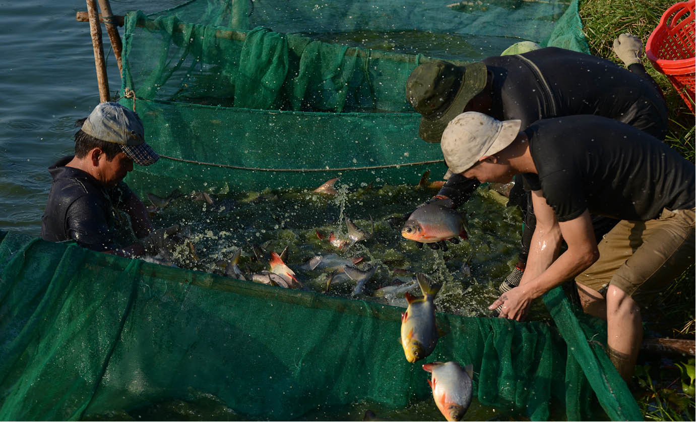 Chuyện ông Thịnh “cá”