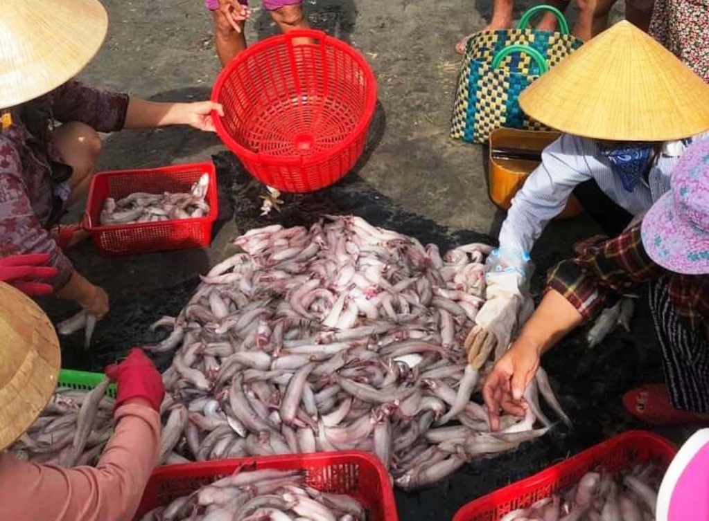 Ngư dân thu tiền tỷ từ đánh bắt cá khoai