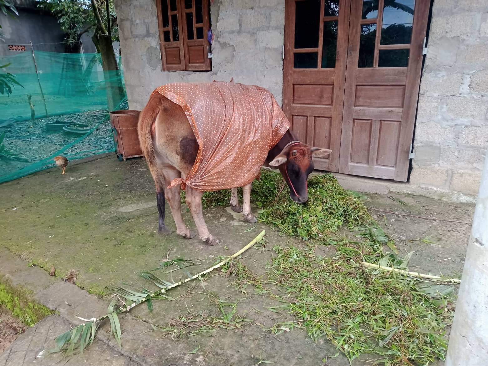 Thành lập đoàn công tác đánh giá nguyên nhân trâu bò chết ở A Lưới