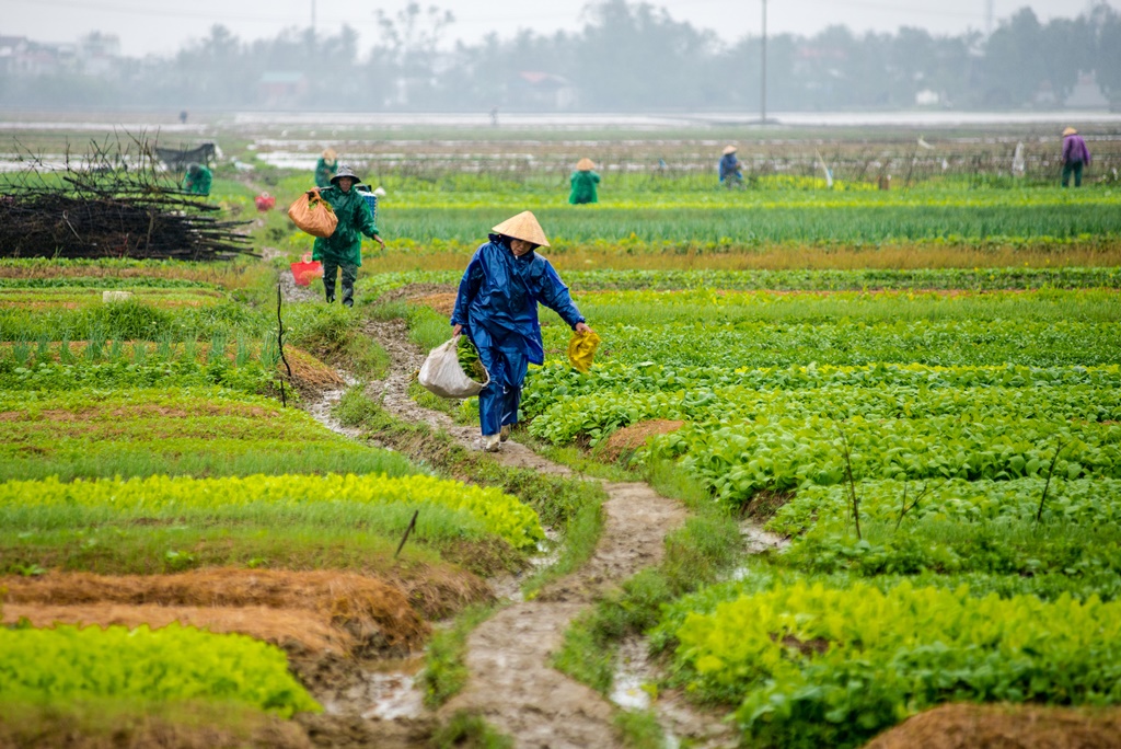 Xuống đồng ngày mưa rét