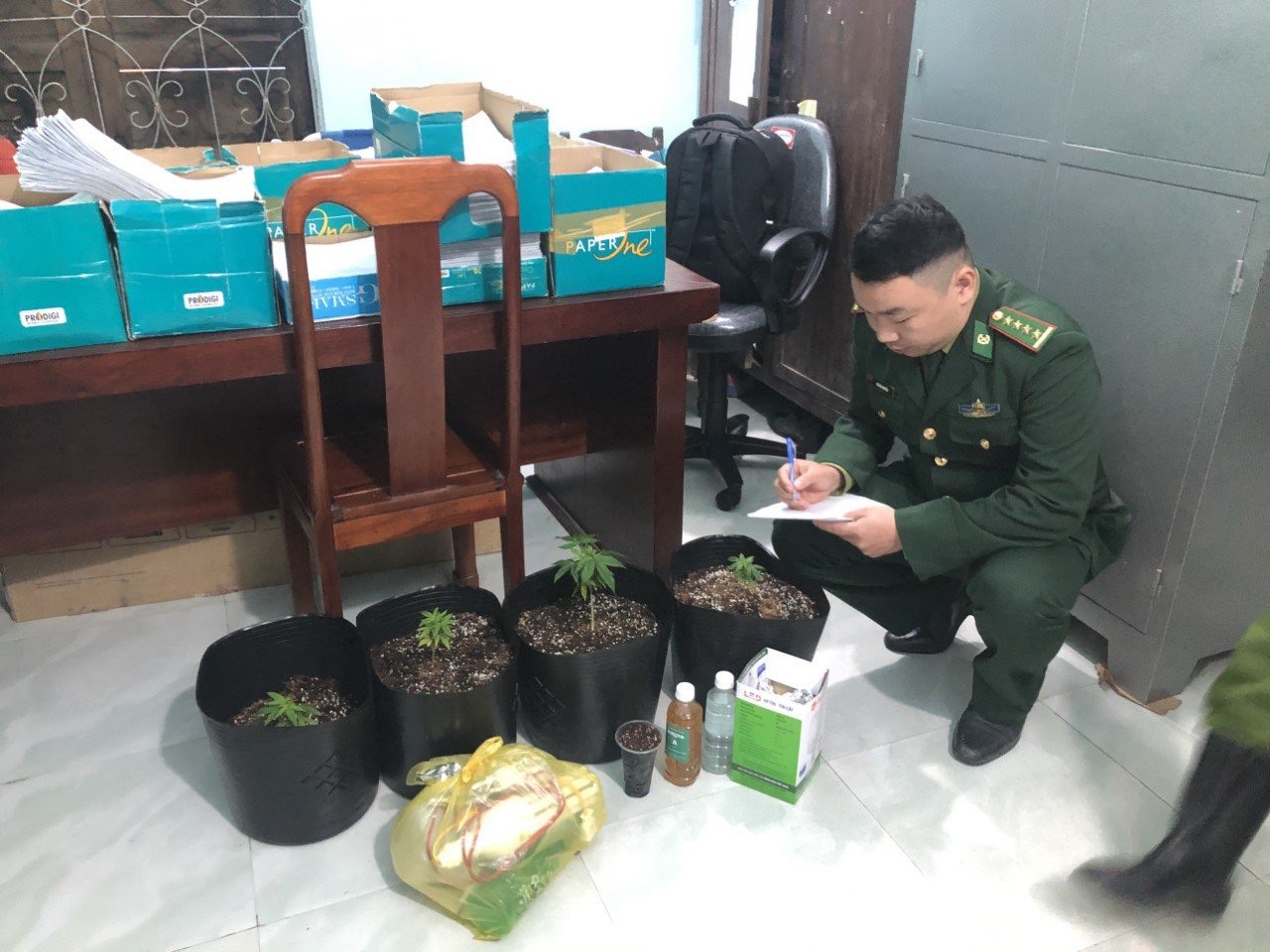 Phát hiện một người dân trồng cây cần sa tại nhà