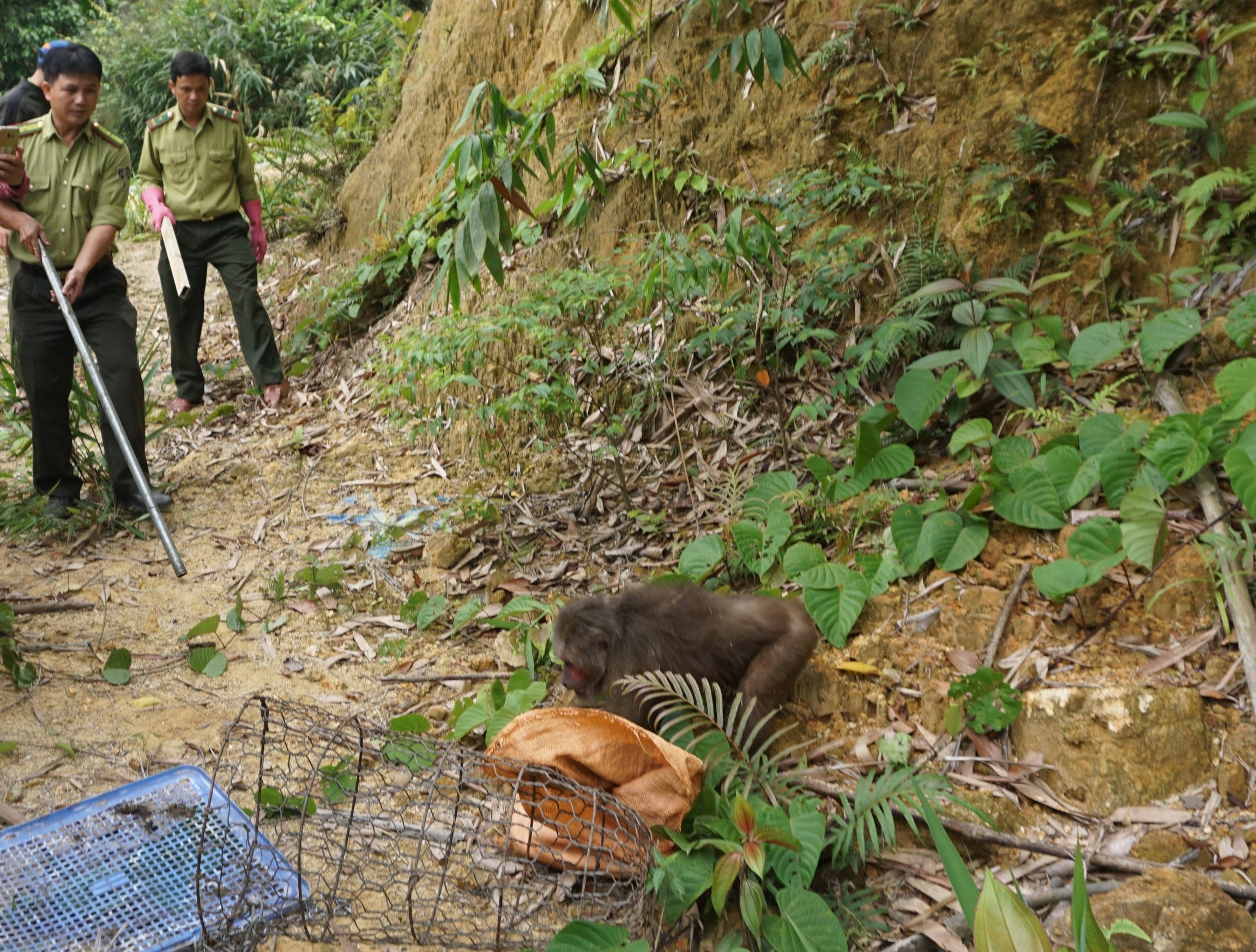 Tái thả 107 cá thể động vật hoang dã về rừng