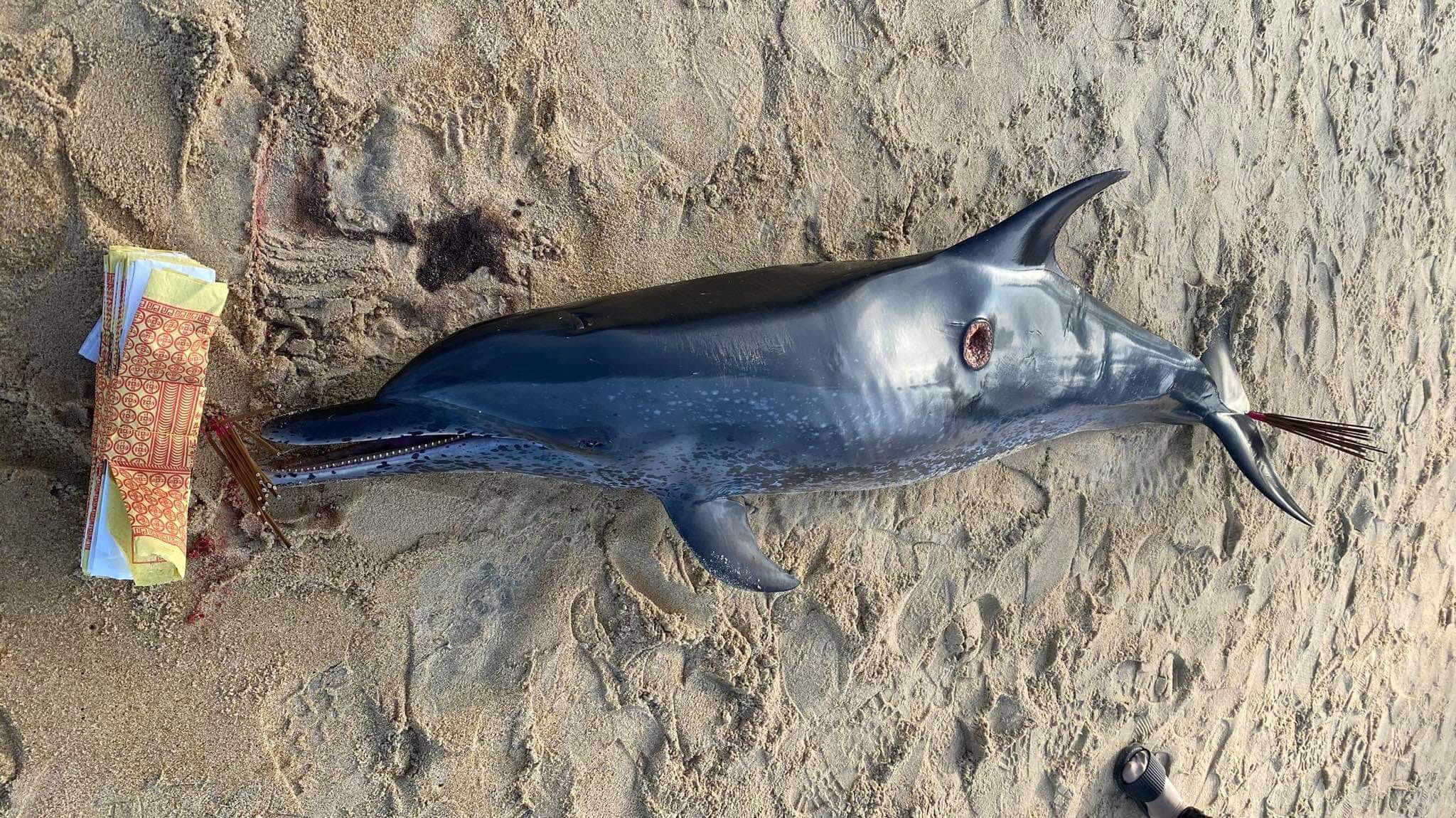 Giải cứu thất bại cá heo bị thương