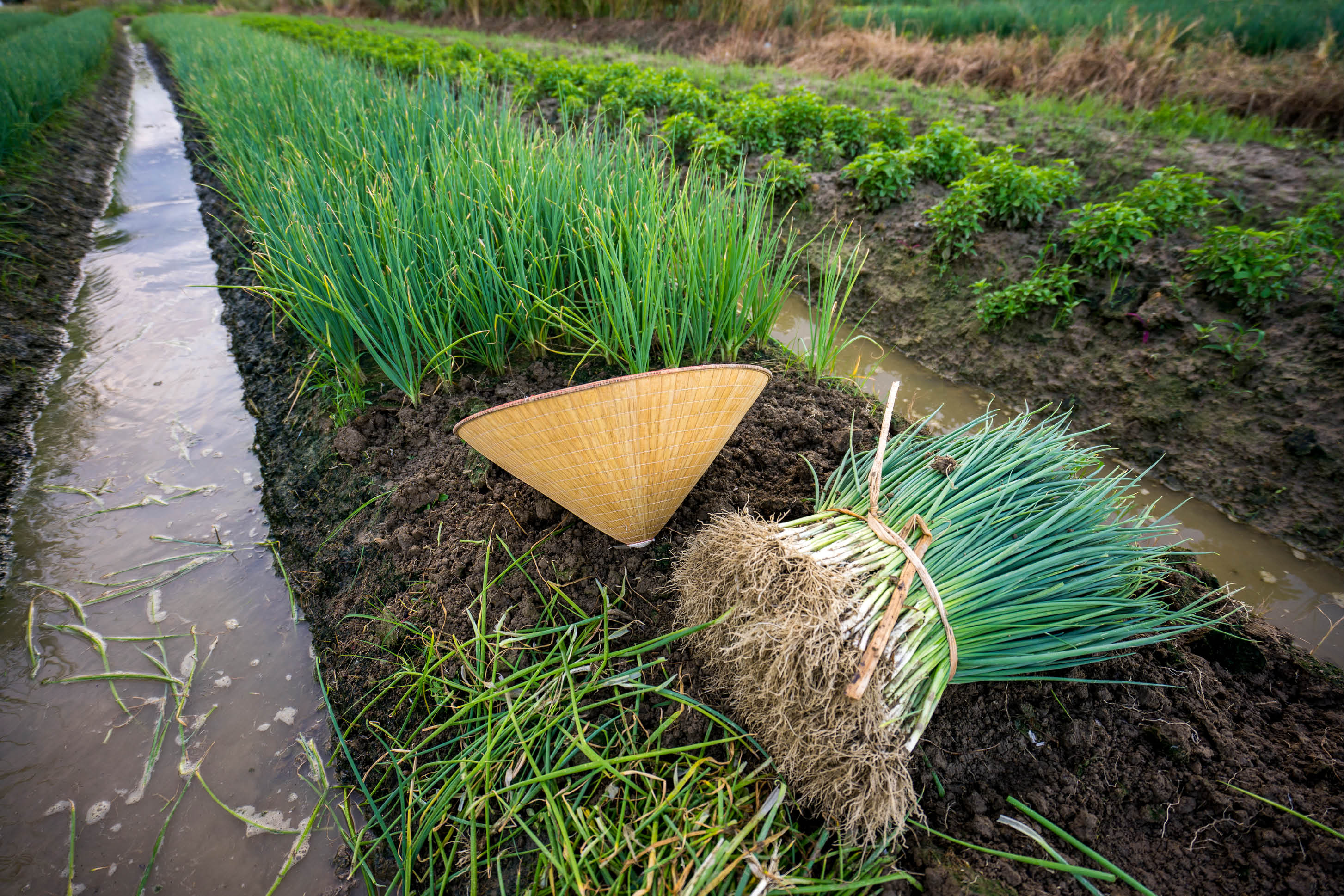 Miếng bánh lớn hơn cho người nông dân
