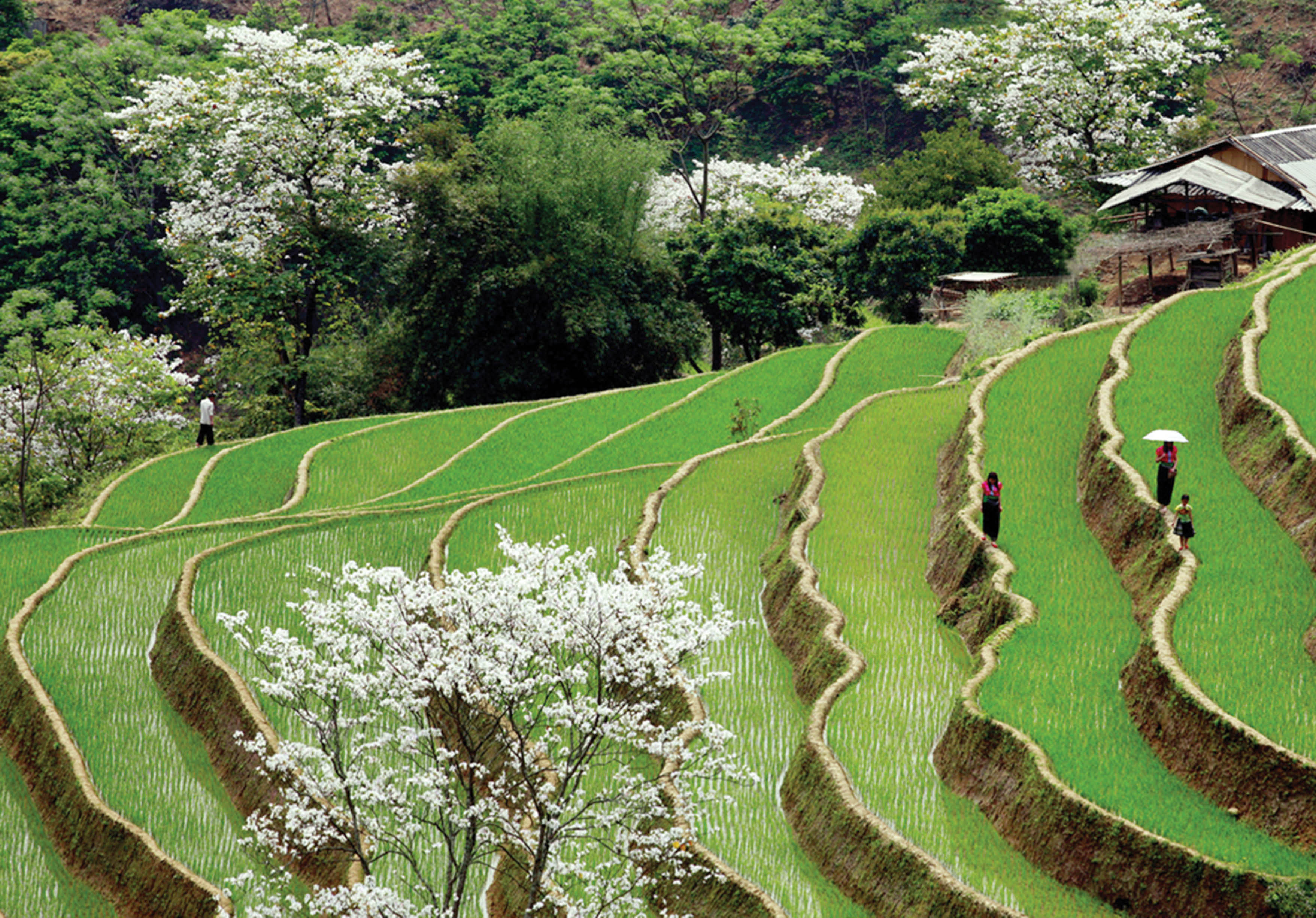 Những miền an lạc giữa ngàn xanh…