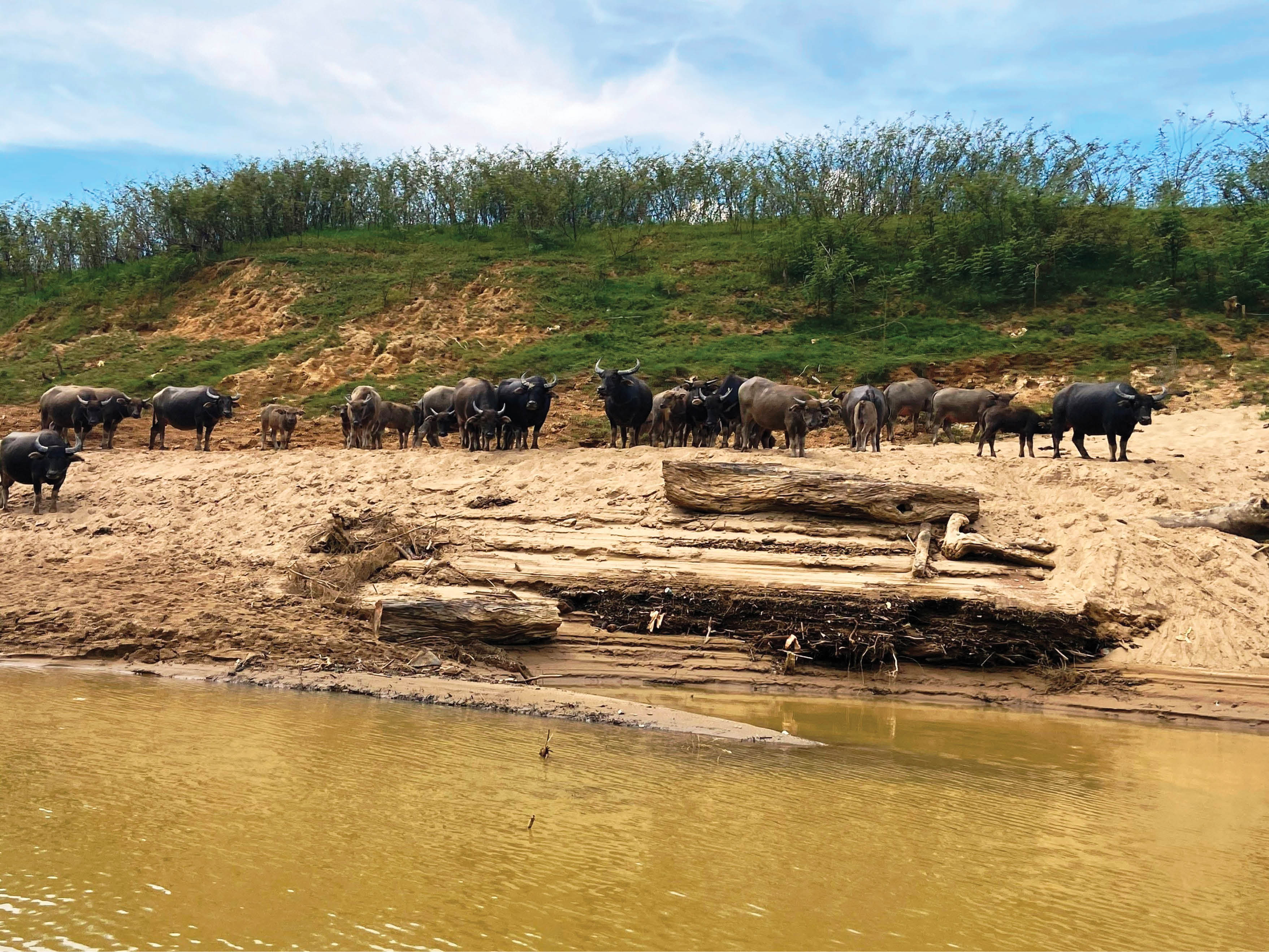 Nuôi trâu bảo vệ rừng