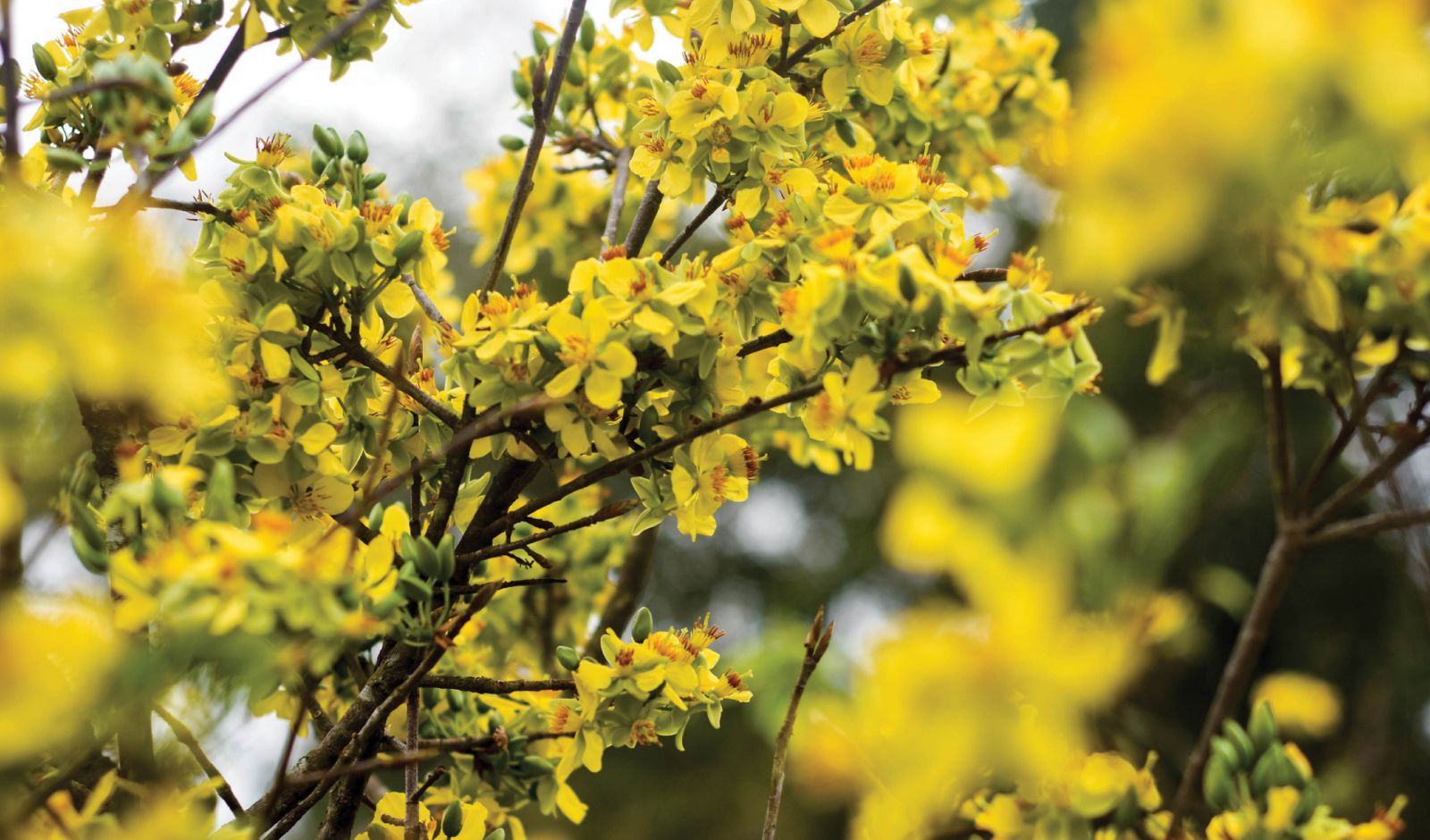 Dreaming about flowers