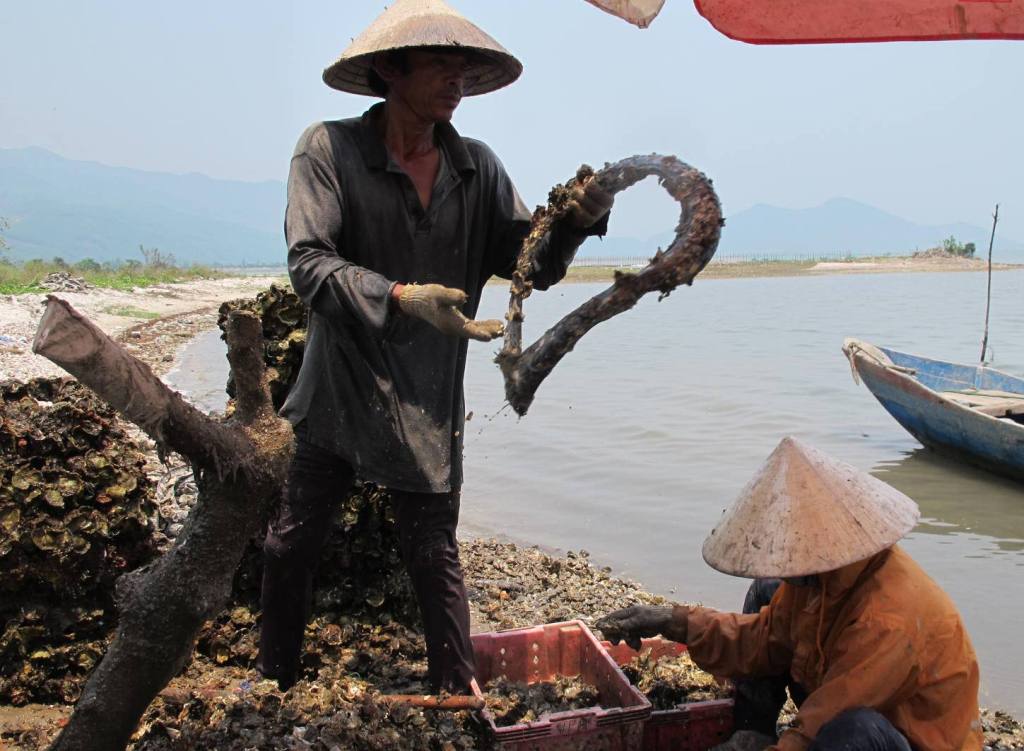 Đánh giá nghề nuôi hàu sử dụng lốp xe cũ tại đầm Lập An